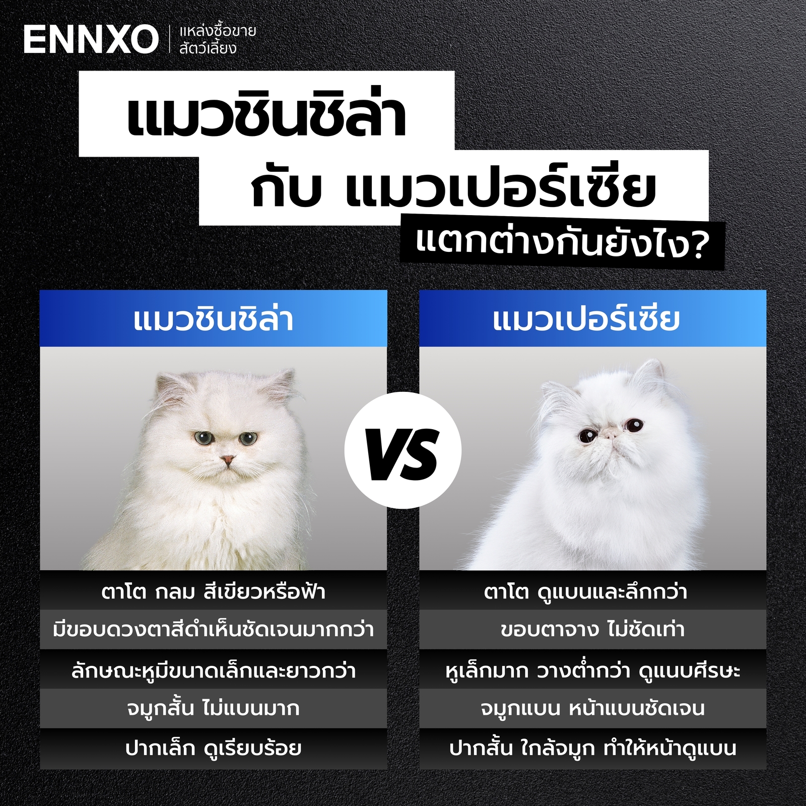 แมวชินชิล่า กับแมวเปอร์เซีย ต่างกันยังไง