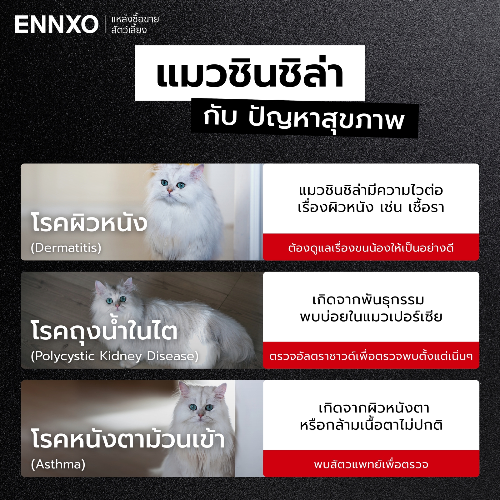ปัญหาสุขภาพที่ต้องระวังของแมวชินชิล่า