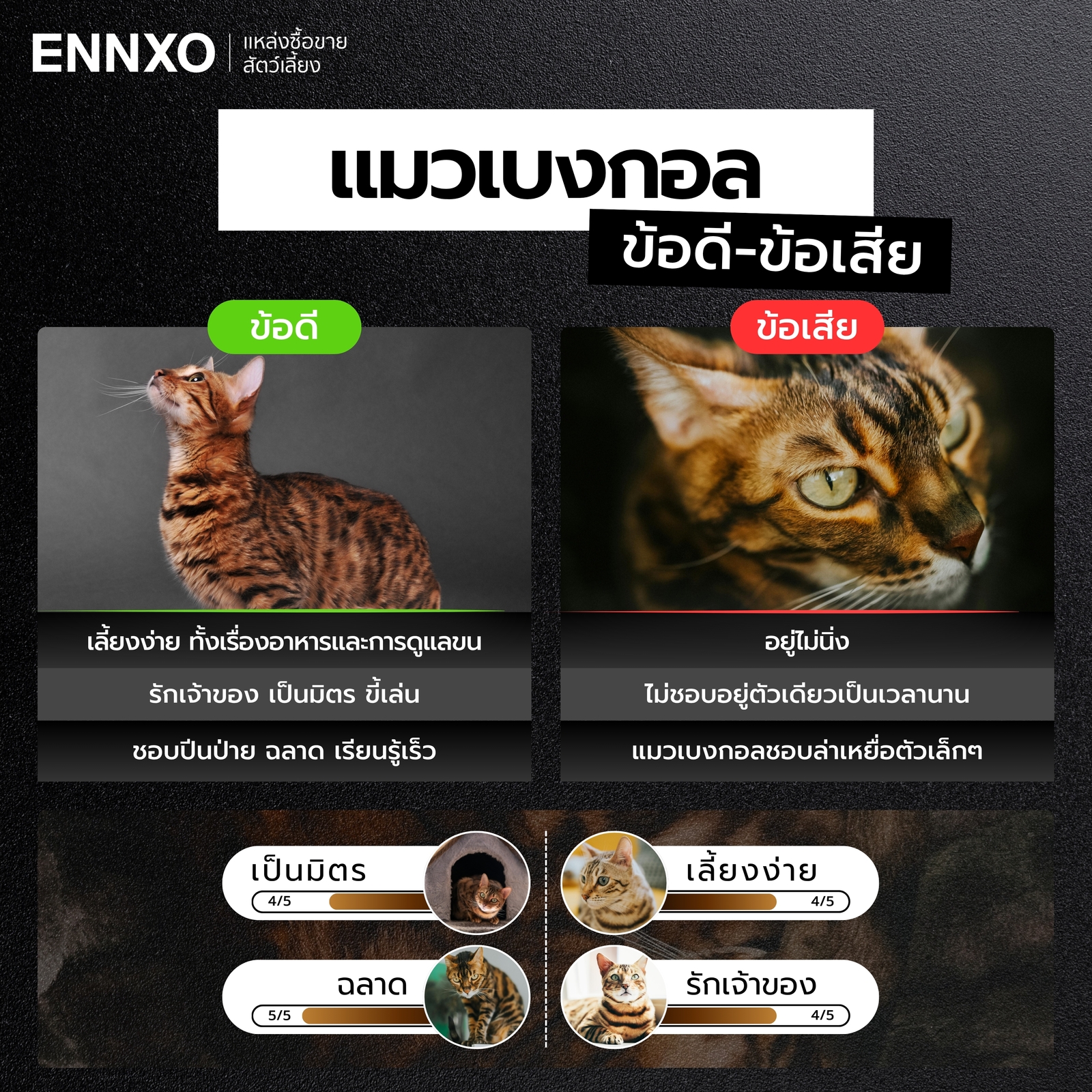 แมวเบงกอล มีข้อดี ข้อเสียอย่างไร
