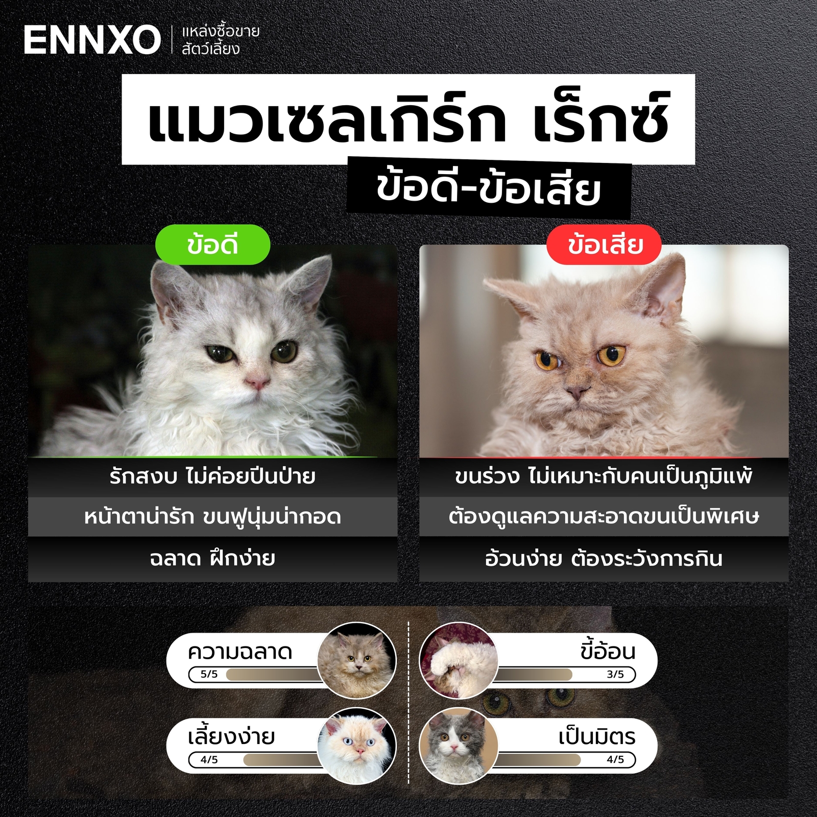 ข้อดี ข้อเสียของการเลี้ยงแมวเซลเกิร์ก เร็กซ์ คืออะไร