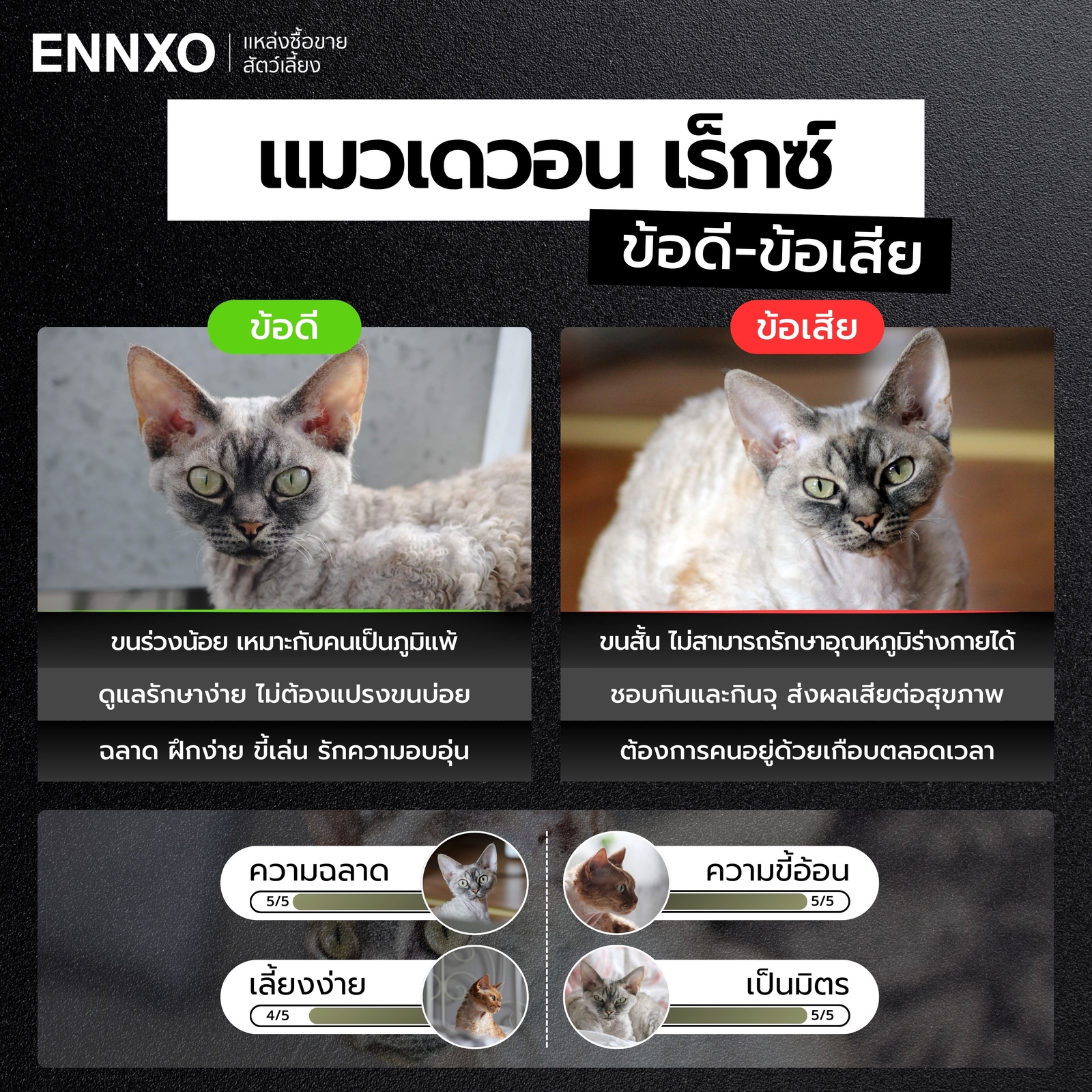 ข้อดี ข้อเสียของการเลี้ยงแมวเดวอน เร็กซ์