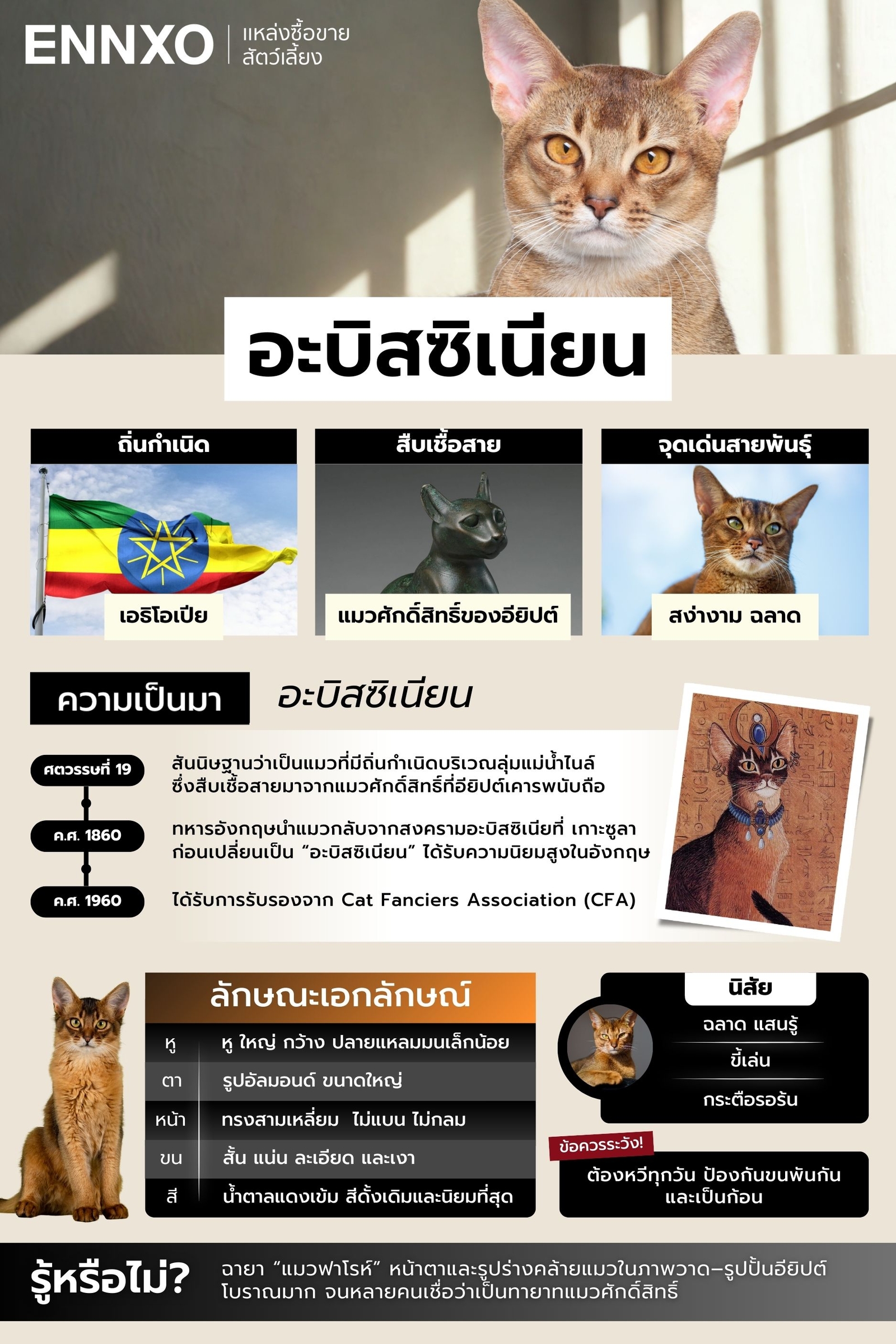 สรุปข้อมูลแมวอะบิสซิเนียน
