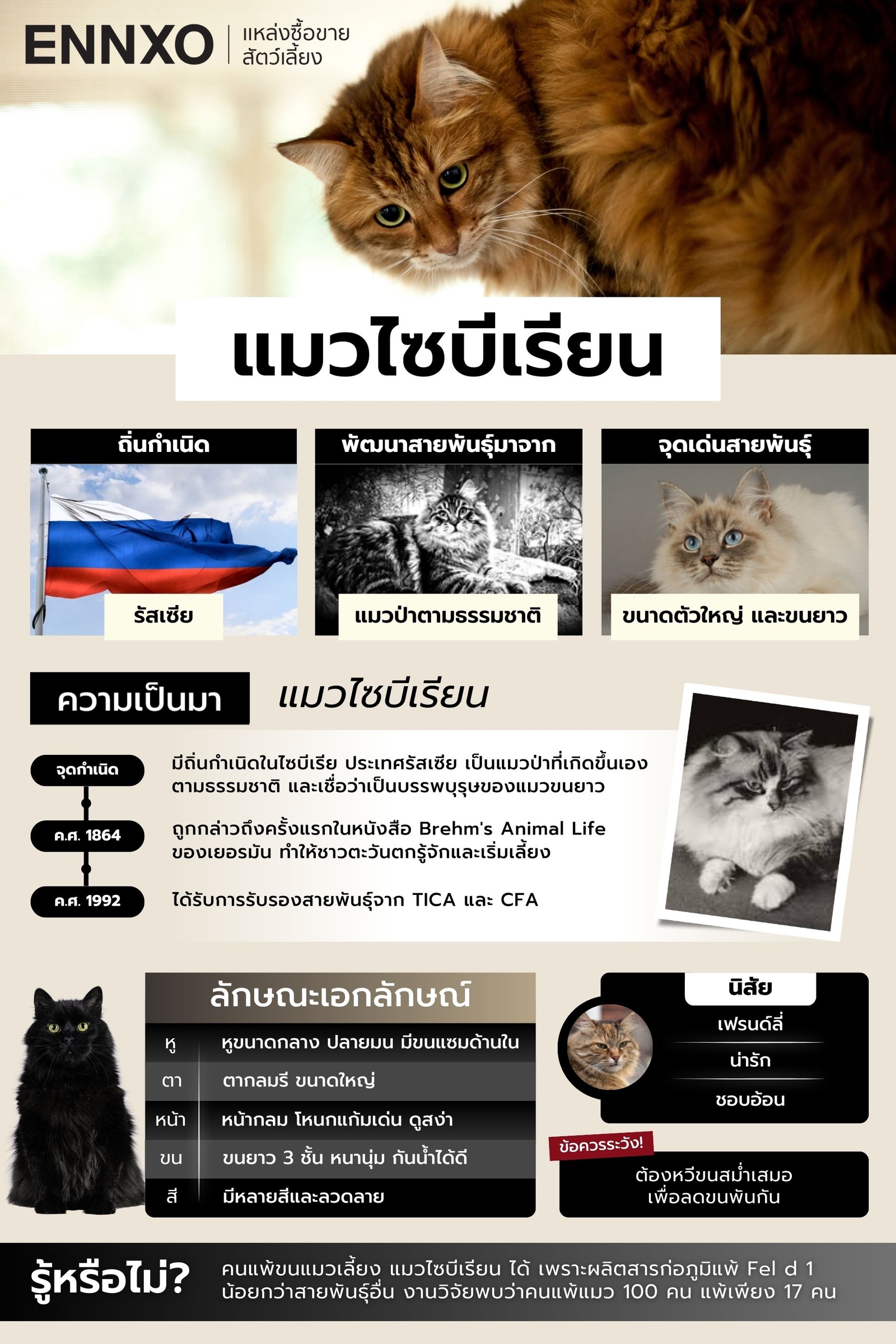 ข้อมูลสรุปแมวไซบีเรียน