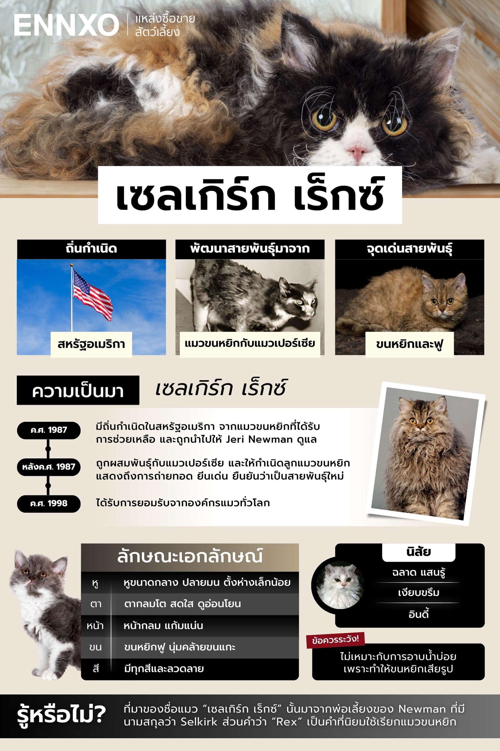 ข้อมูลแมวเซลเกิร์ก เร็กซ์