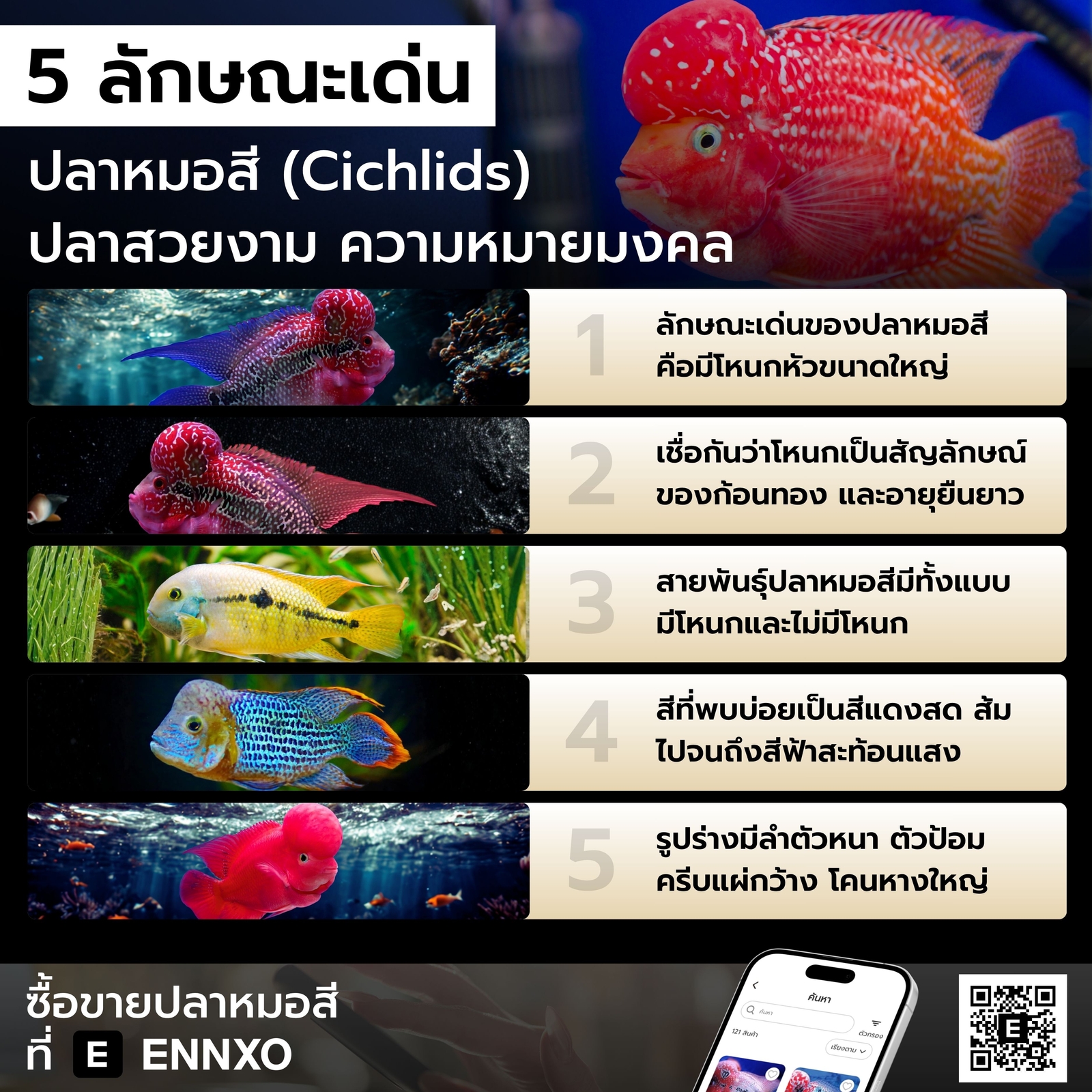 จุดเด่นปลาหมอสี Cichlids