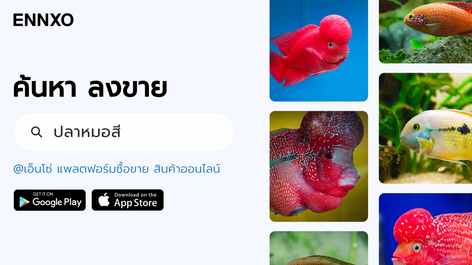 ซื้อ ขาย ปลาหมอสีมงคล ราคาถูกที่ ENNXO
