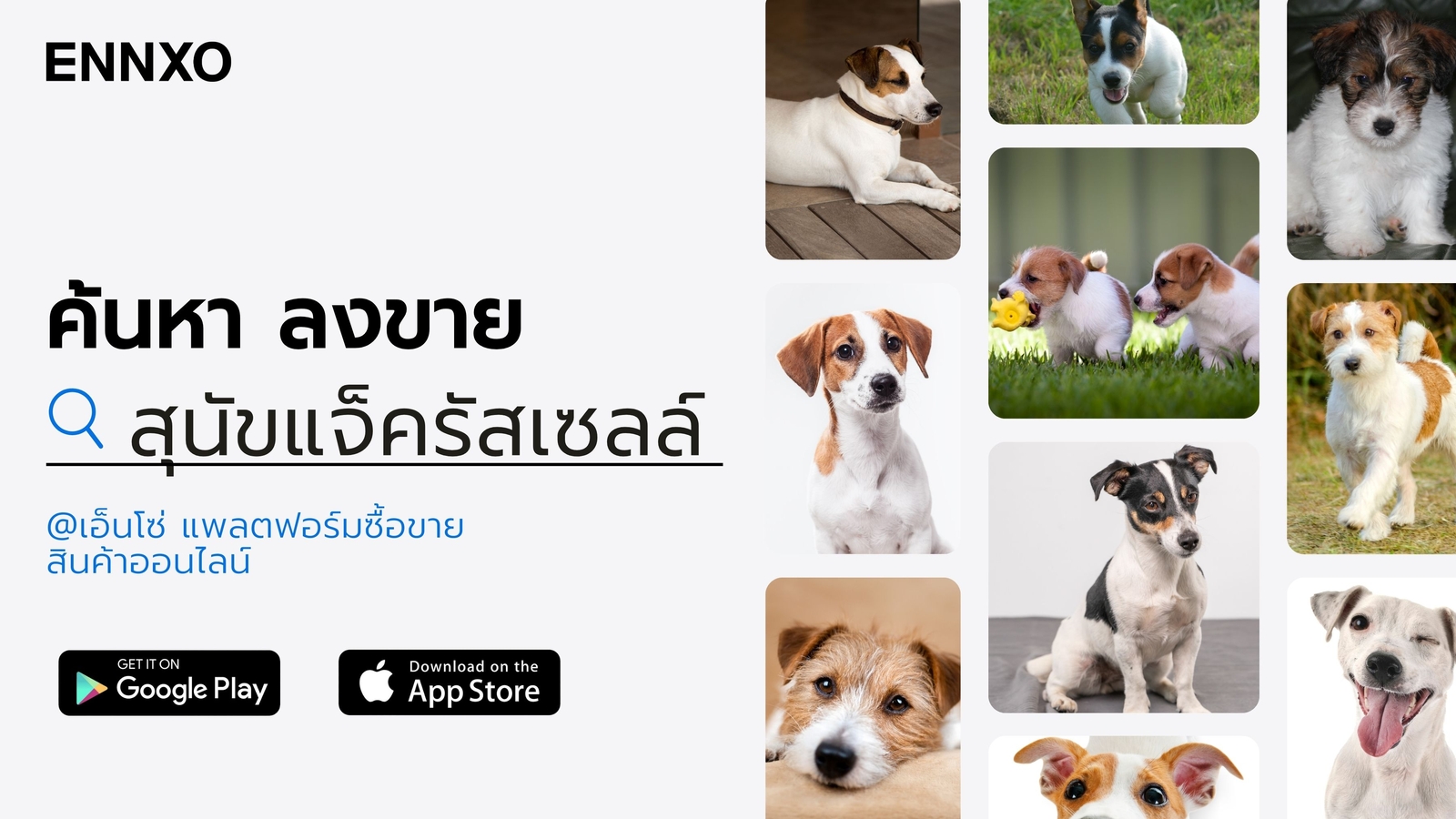 ซื้อ-ขาย-สุนัข-แจ็ครัสเซลล์-ขนยาว-ขนสั้น-ฟาร์มไทย-ราคาถูก