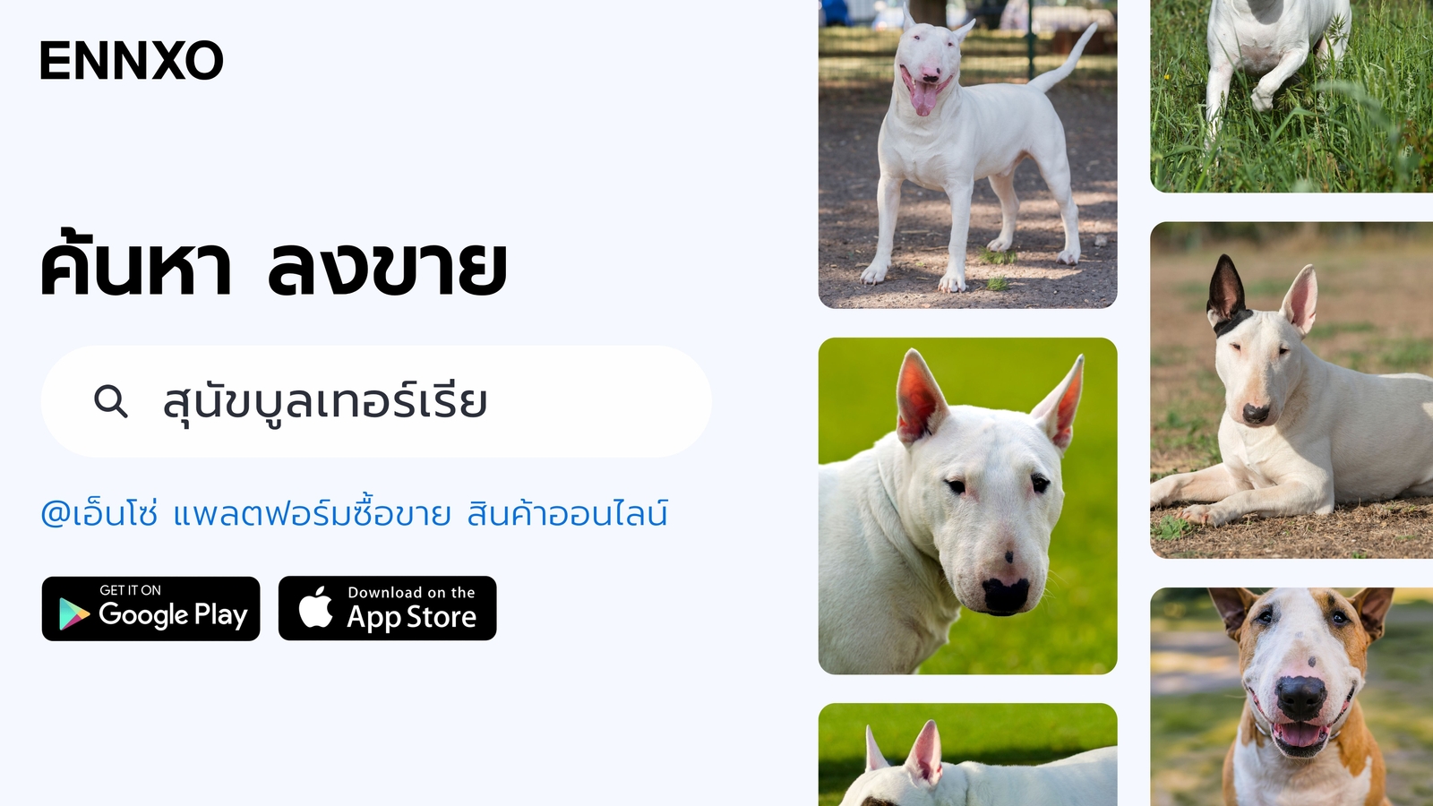 ซื้อ ขาย สุนัขบูลเทอร์เรีย ที่ ENNXO