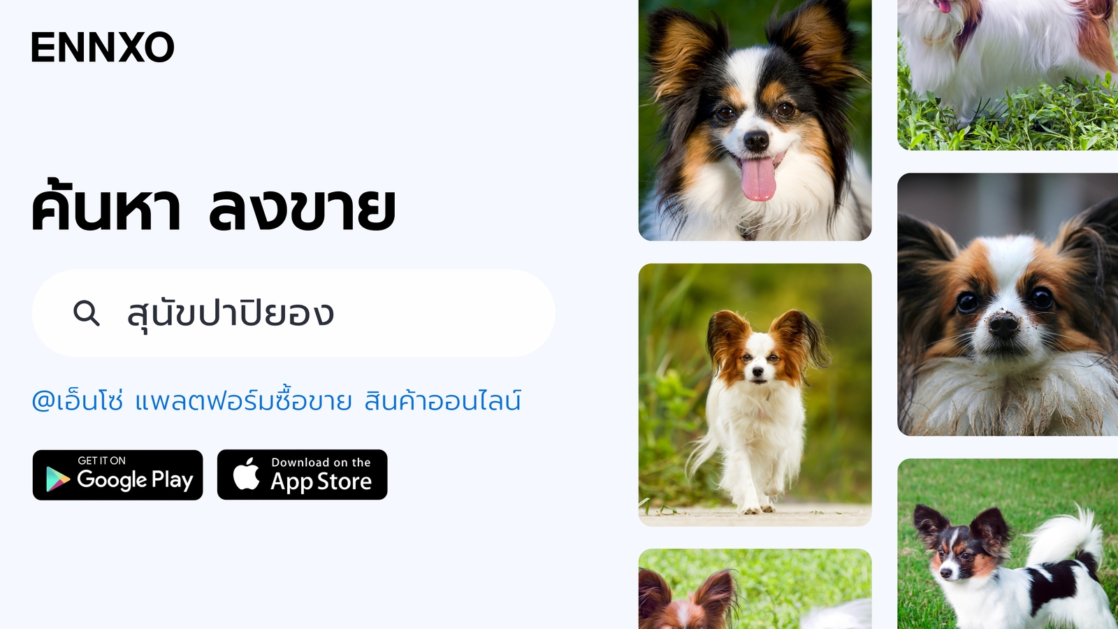 ENNXO ตลาดซื้อขายสุนัขปาปิยอง ราคาถูก
