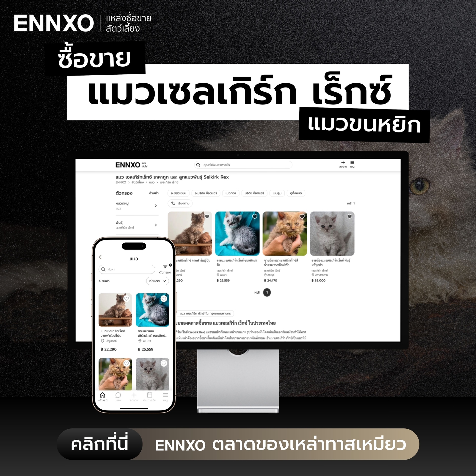 ซื้อ ขาย แมวเซลเกิร์ก เร็กซ์ แมวขนหยิกสุดน่ารักที่ ENNXO