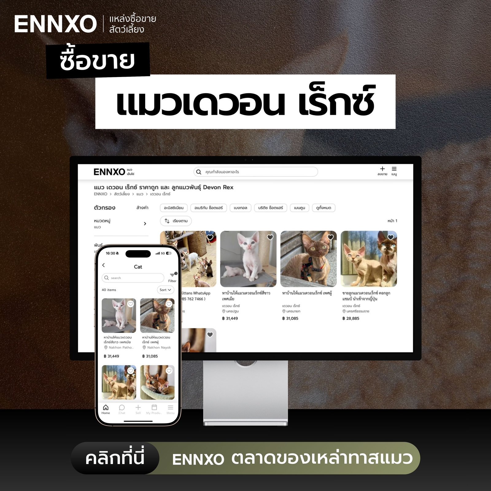 ซื้อ ขาย แมวเดวอน เร็กซ์ เช็คราคาที่ ENNXO