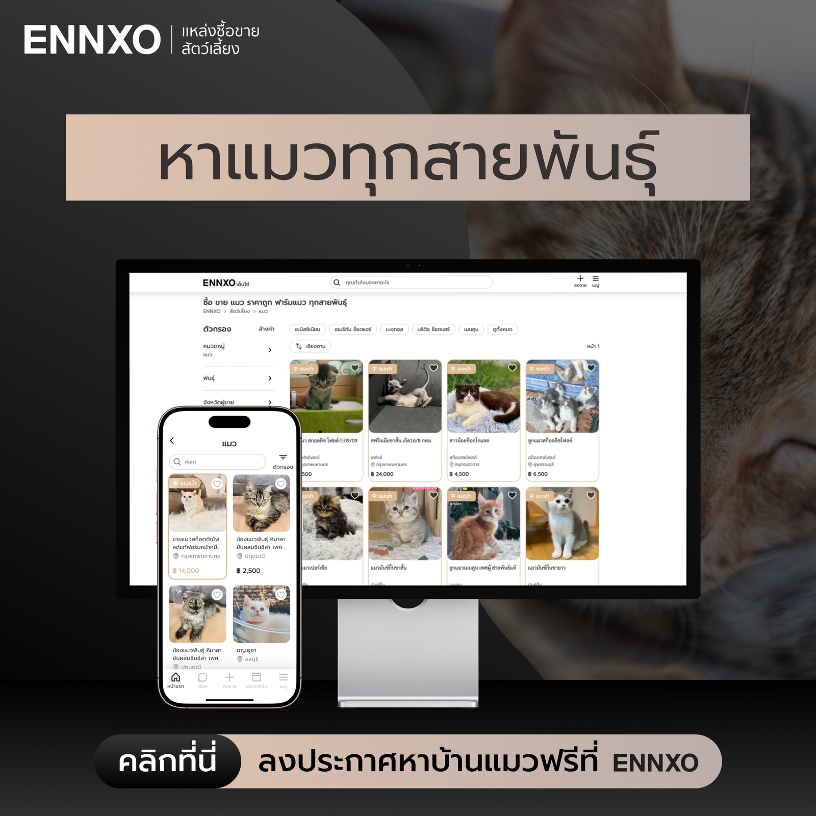ตลาดซื้อขายแมวทุกสายพันธุ์ ทุกสีที่ ENNXO