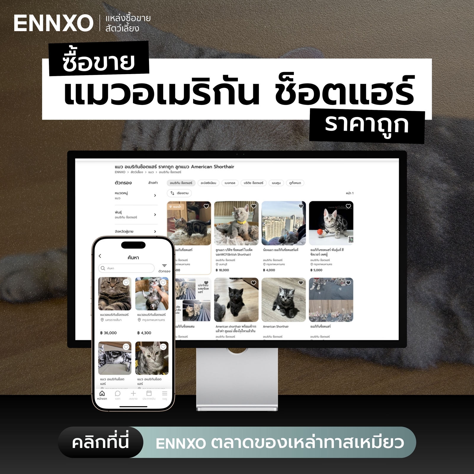 ซื้อขายแมวอเมริกัน-ช็อตแฮร์-พันธุ์ผสมไทย-ราคาถูก