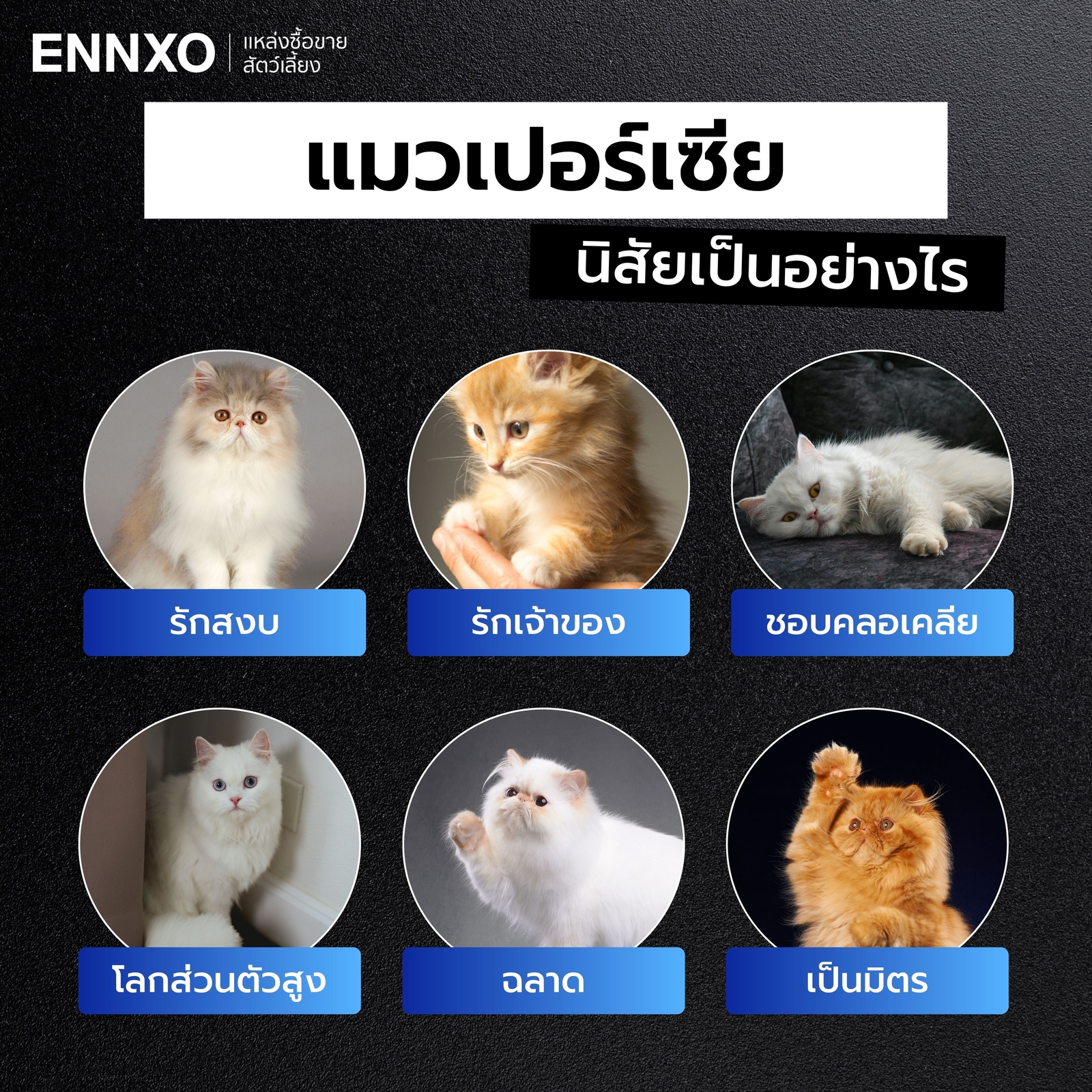 แมวเปอร์เซีย นิสัย