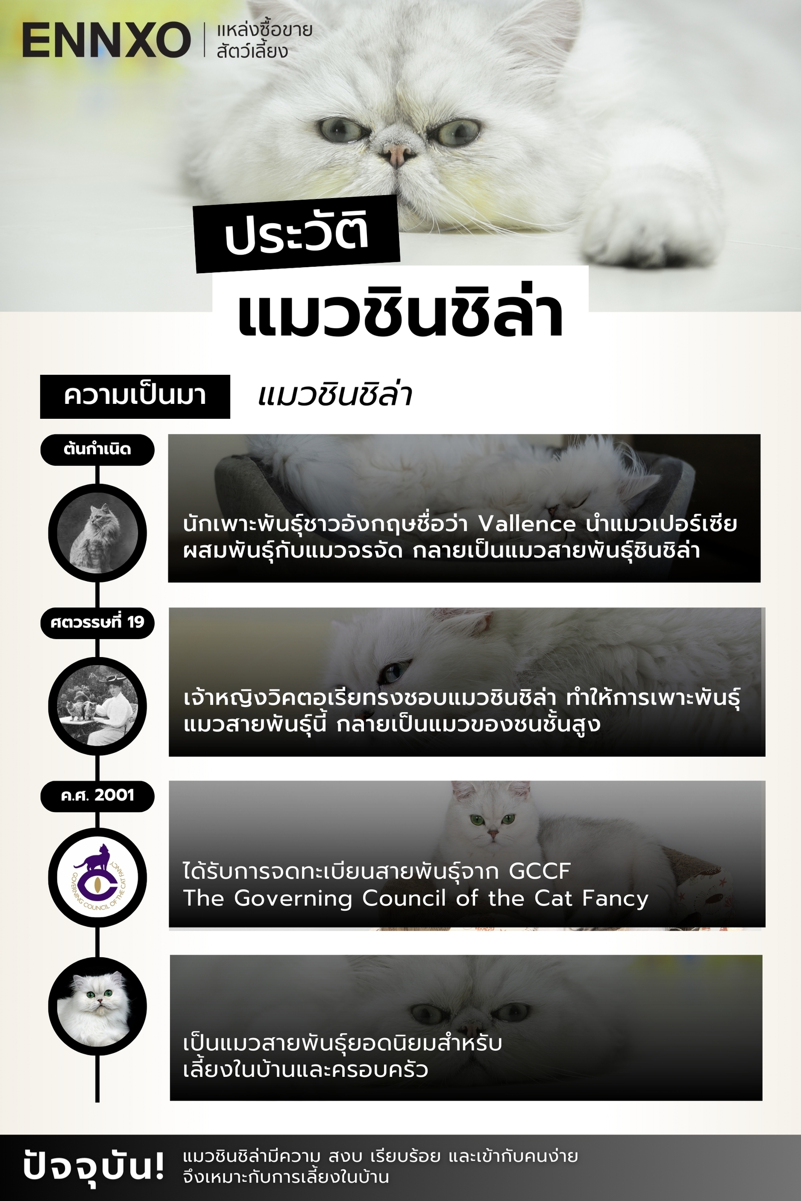 แมวชินชิล่า มีประวัติความเป็นมาอย่างไร