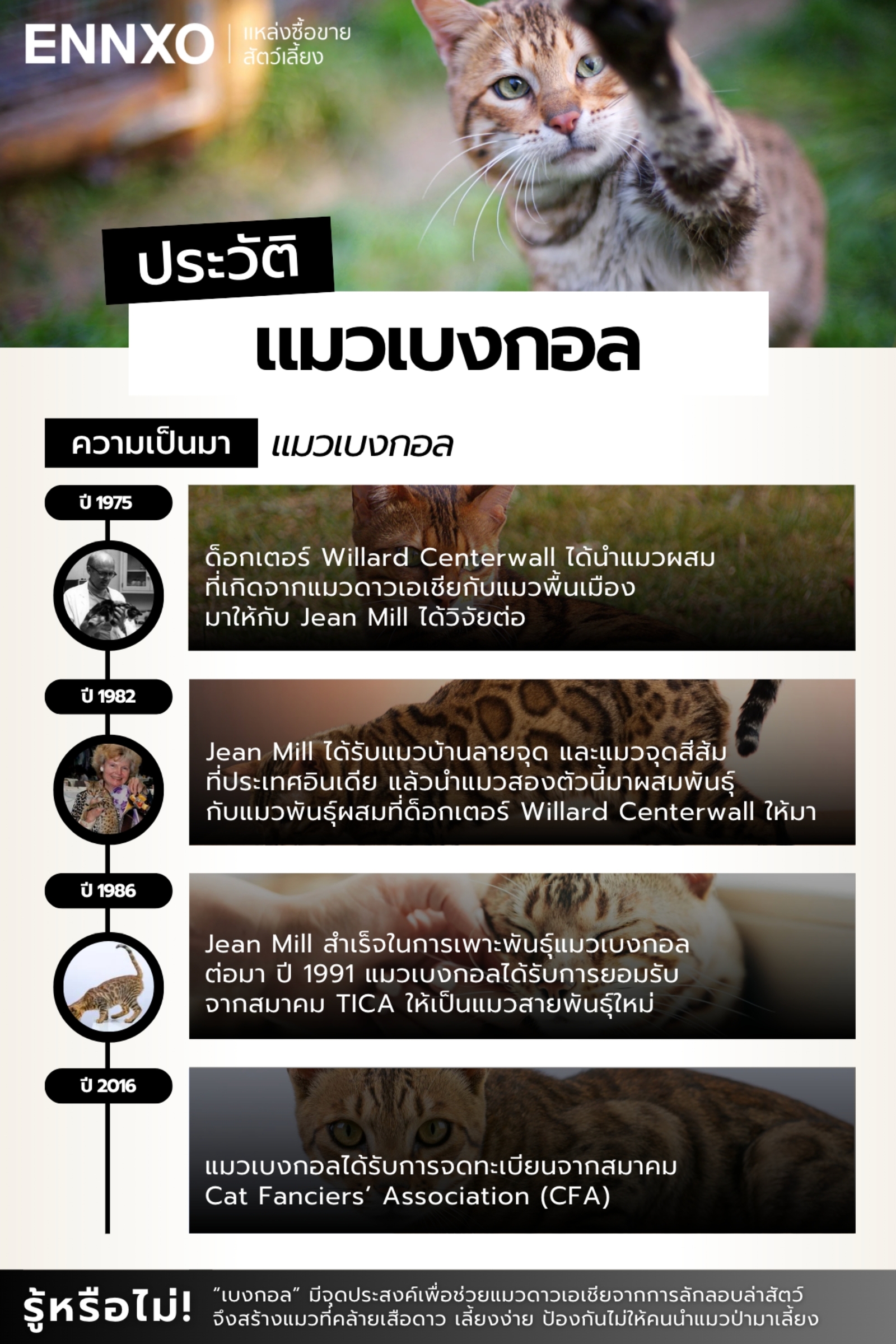 แมวเบงกอล มีประวัติความเป็นมาอย่างไร