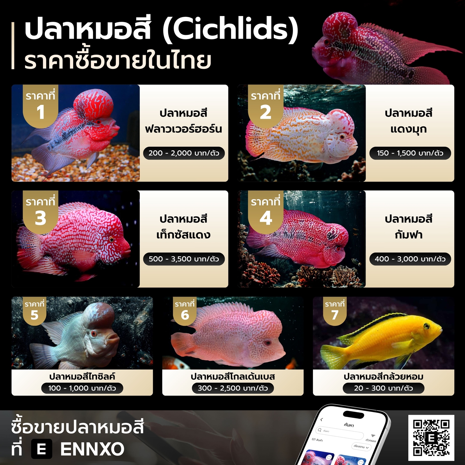 ปลาหมอสี ราคา เช็คราคาทุกสายพันธุ์ที่ ENNXO