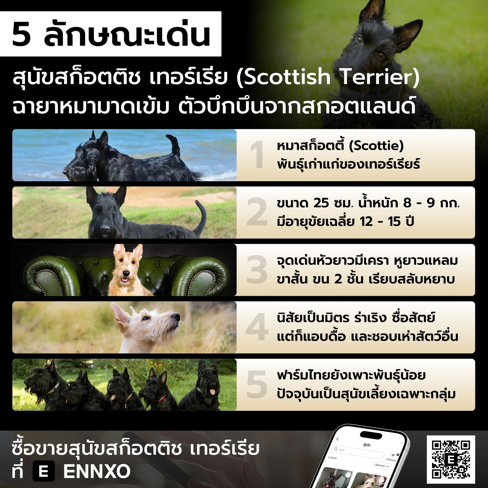 พันธุ์สุนัขเล็กสก็อตติช-เทอร์เรีย