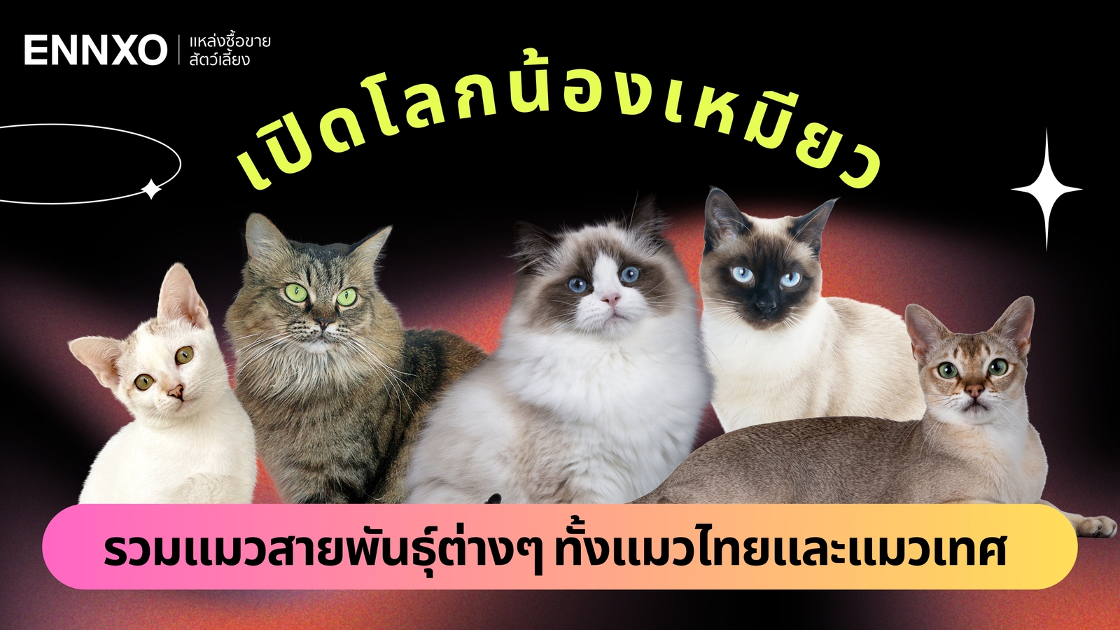 รวมสายพันธุ์แมวทั่วโลก พันธุ์แมวน่าเลี้ยงทั้งหมด