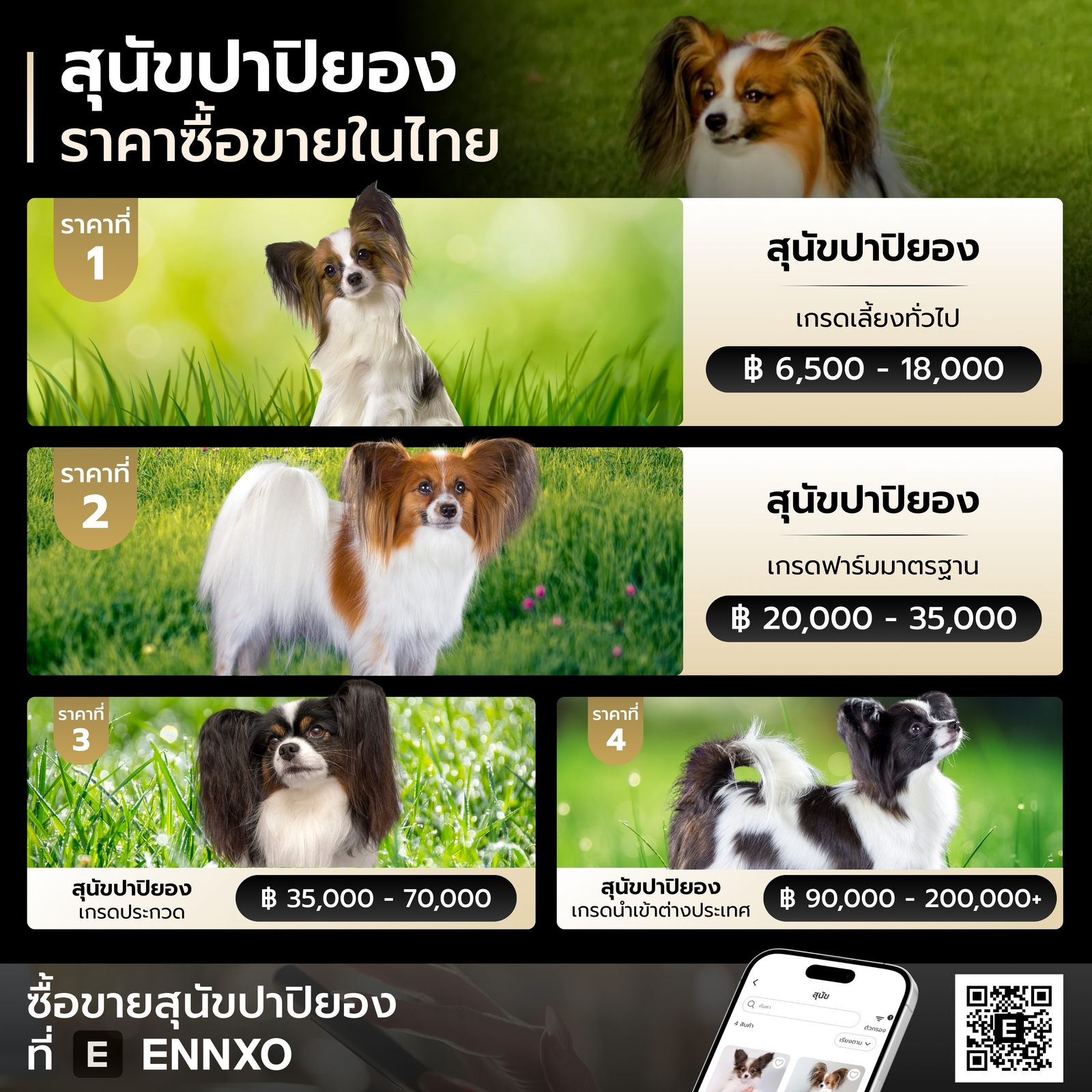 สุนัขปาปิยอง ราคาในไทยเท่าไหร่