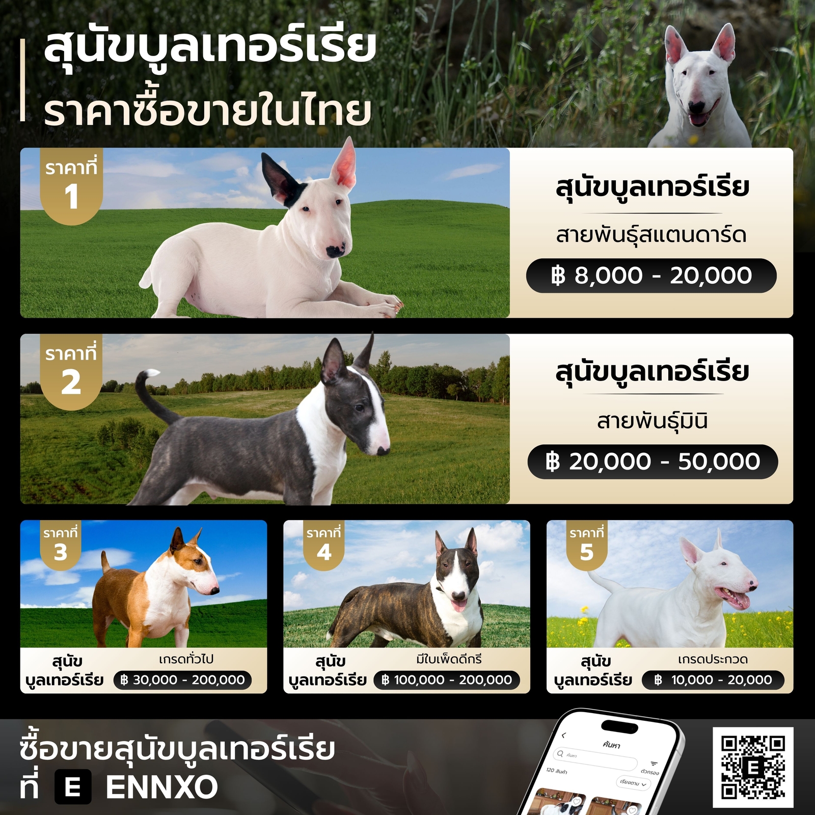 ราคาสุนัขบูลเทอร์เรีย ฟาร์มในไทย