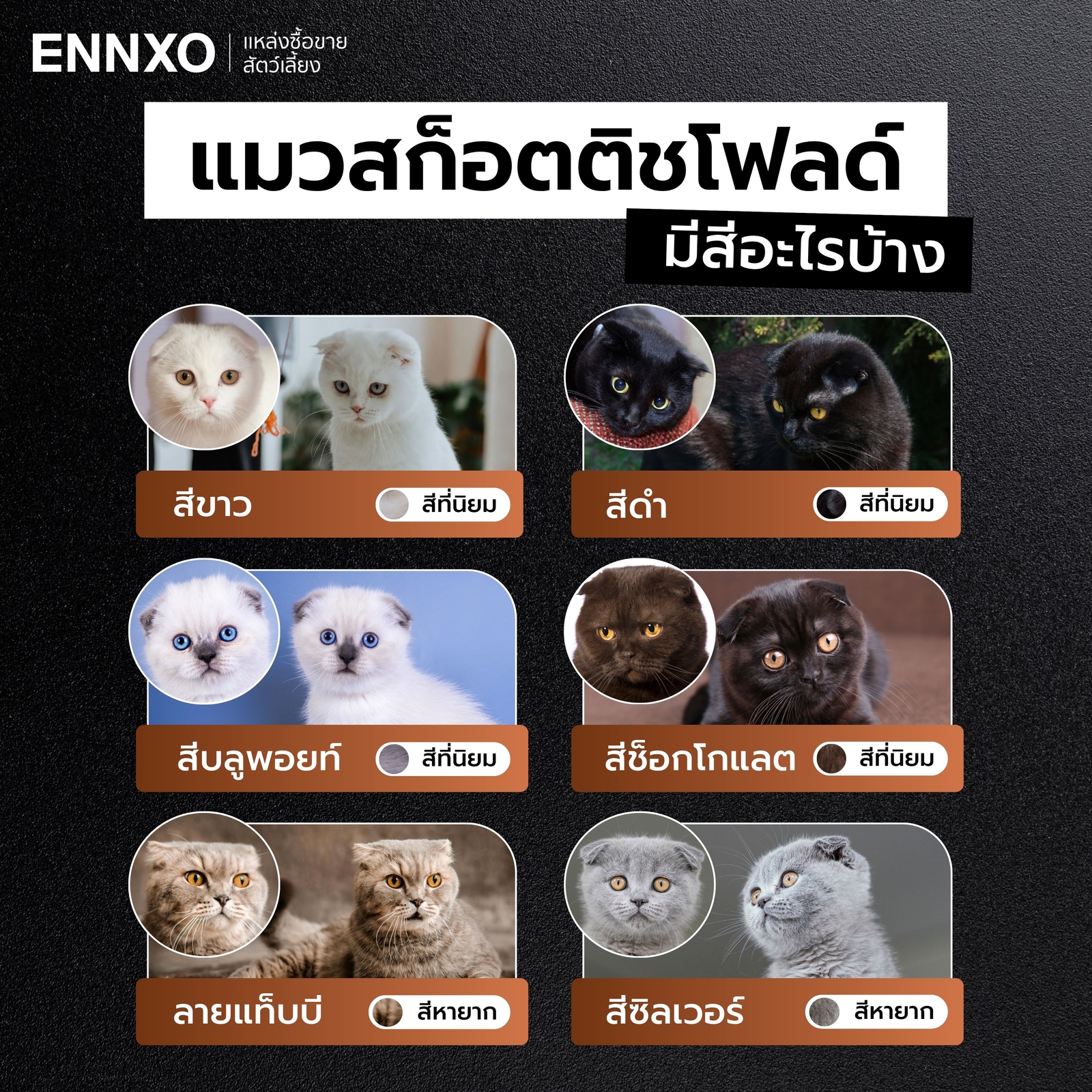 รูปสีแมวสก็อตติช หายาก