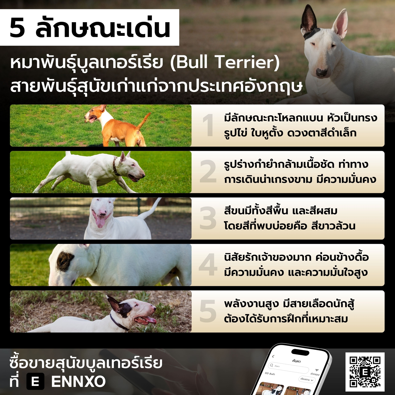 ลักษณะเด่น สุนัขบูลเทอร์เรีย