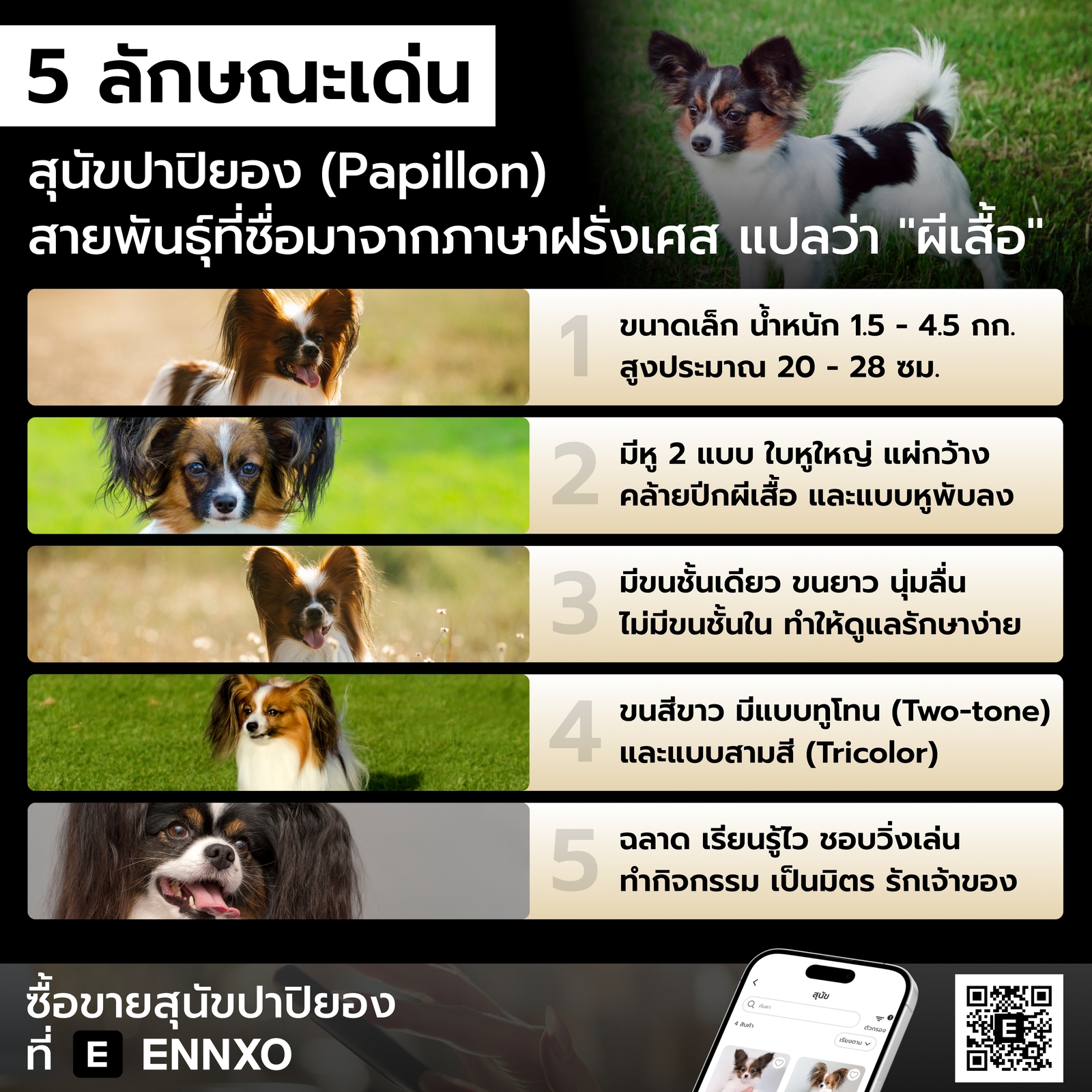 สุนัขปาปิยอง มีลักษณะเด่นอย่างไร