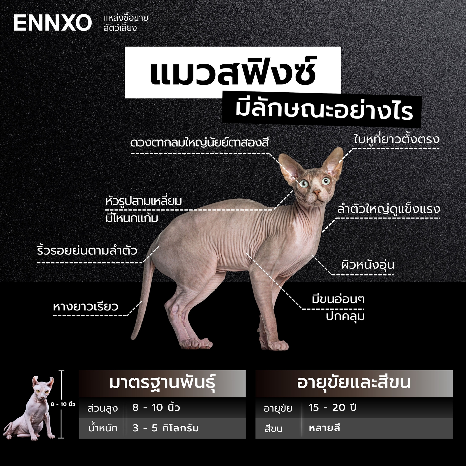 ลักษณะแมวสฟิงซ์-แท้เป็นยังไง