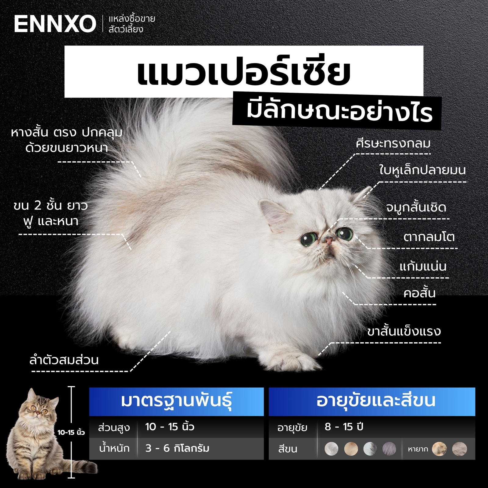 แมวเปอร์เซีย ลักษณะเป็นยังไง