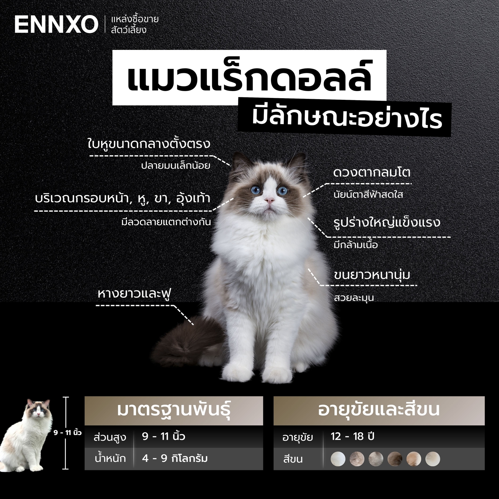 ลักษณะแมวแร็กดอลล์-เป็นอย่างไร