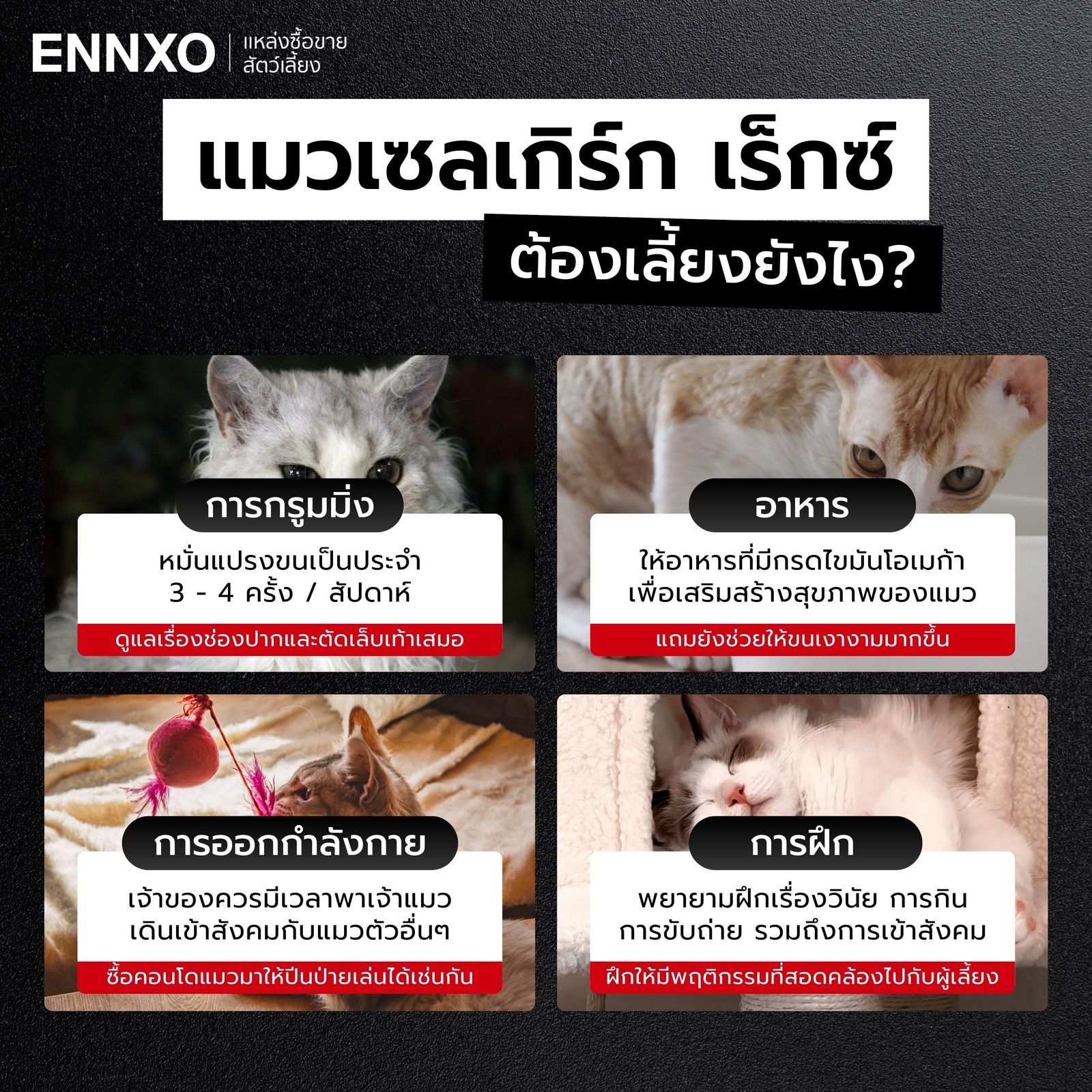 วิธีเลี้ยงแมวเซลเกิร์ก เร็กซ์