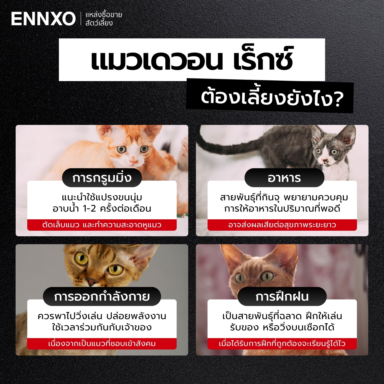 วิธีเลี้ยงแมวเดวอน เร็กซ์ มือใหม่เลี้ยงได้