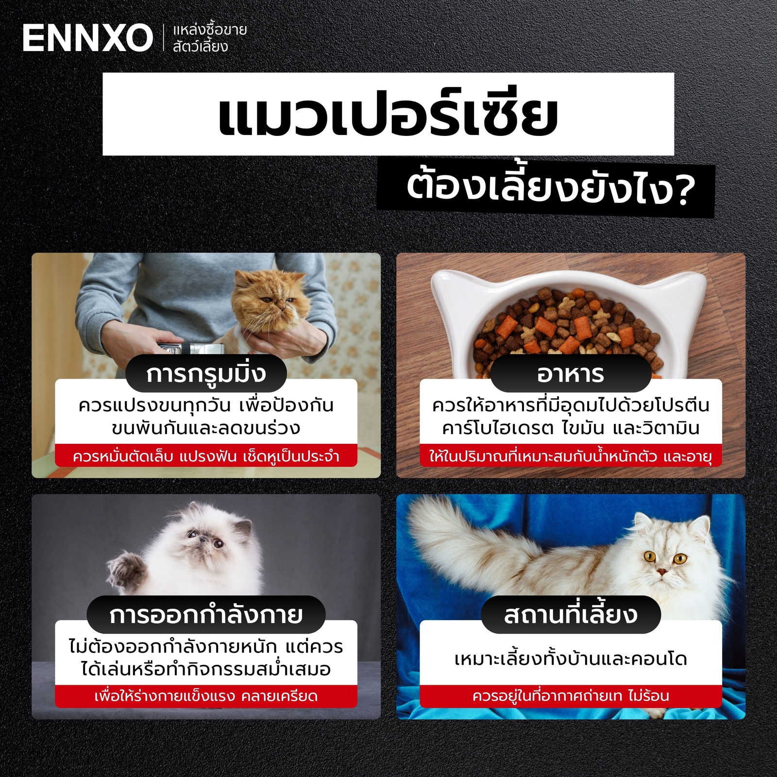 แมวเปอร์เซียเลี้ยงยากไหม