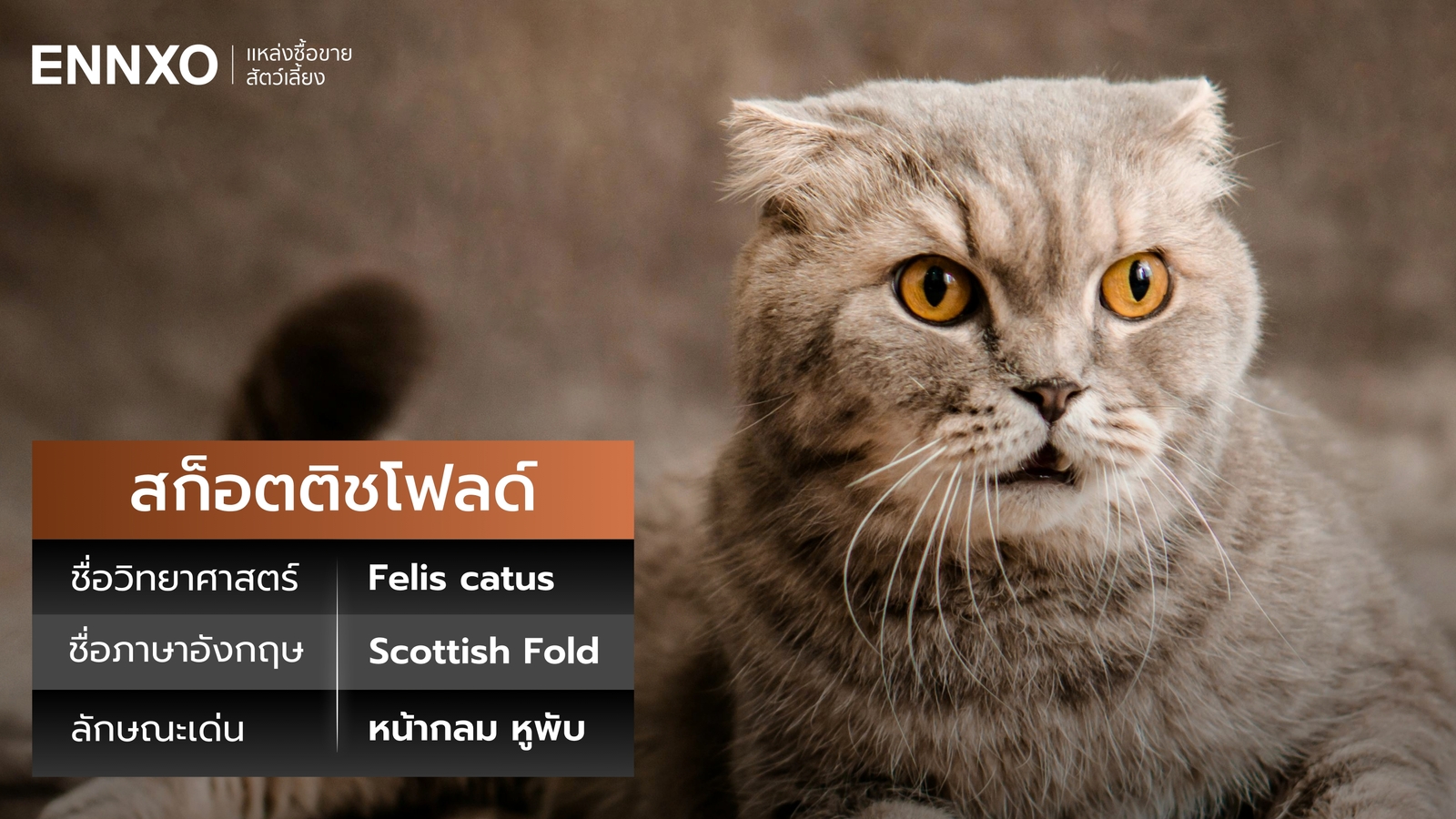 สก็อตติชโฟลด์ ชื่อภาษาอังกฤษ ชื่อวิทยาศาสตร์