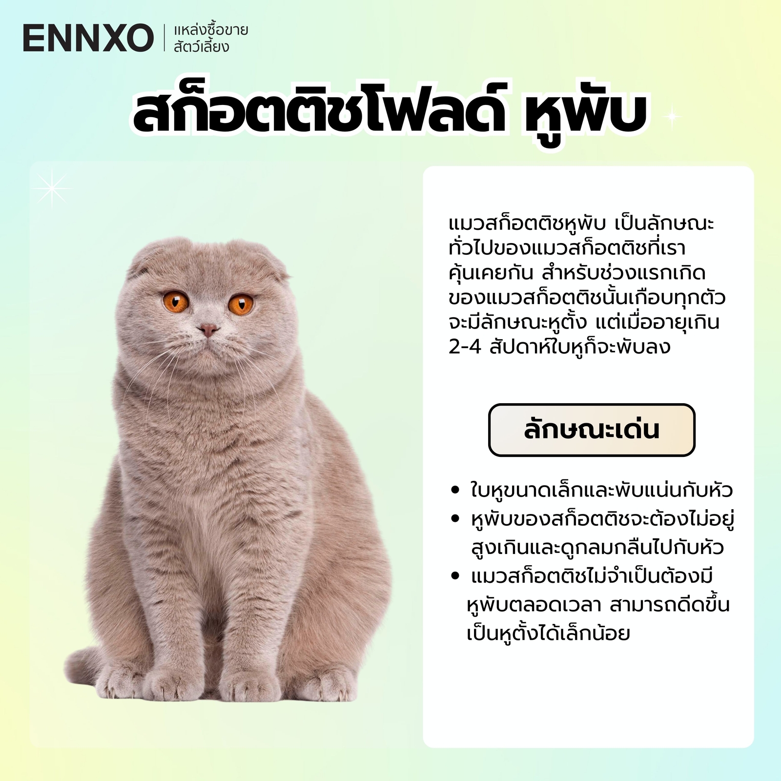 สก็อตติชโฟลด์ หูพับ ลักษณะ