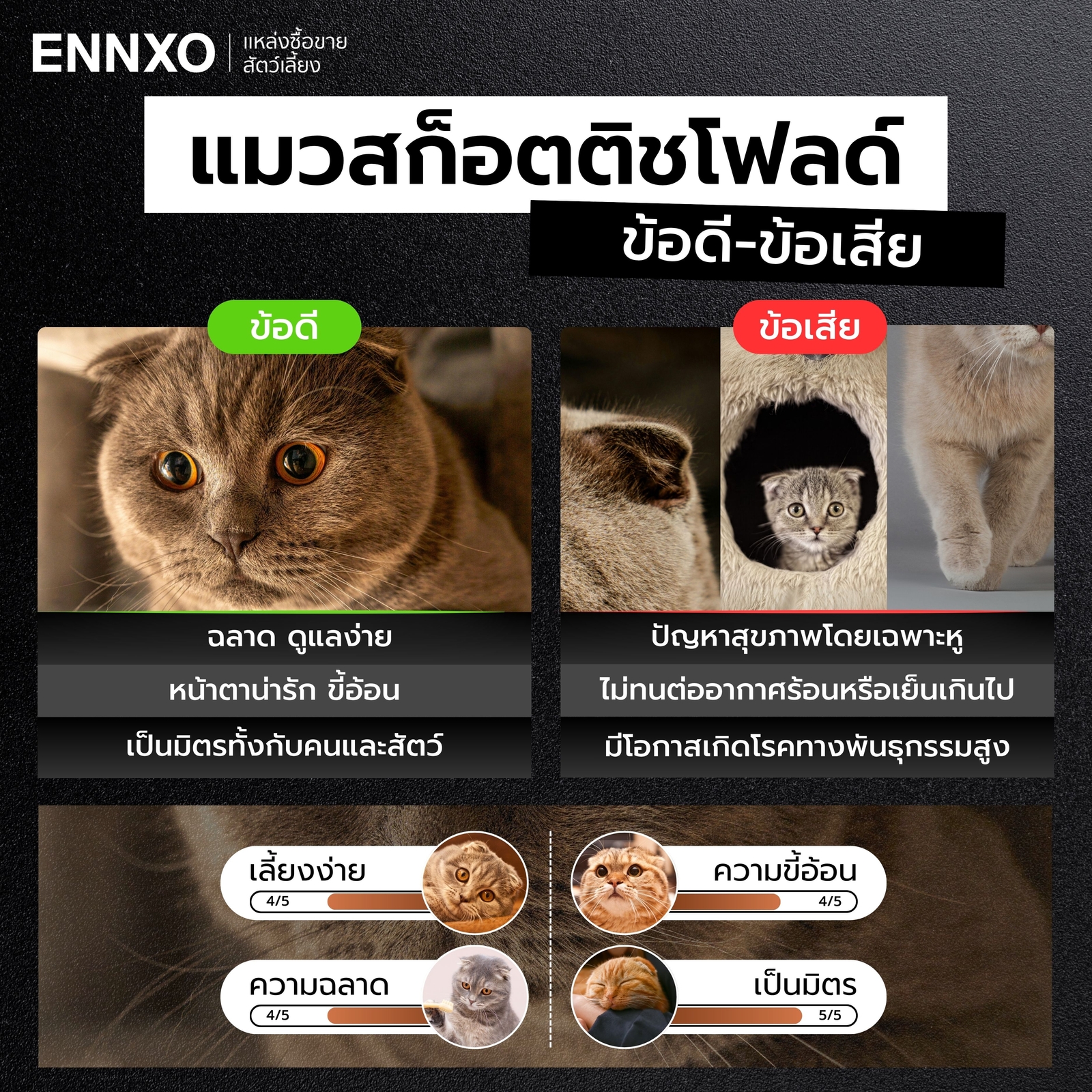 สก็อตติชโฟลด์น่าเลี้ยงไหม มีข้อดี ข้อเสียอะไรบ้าง