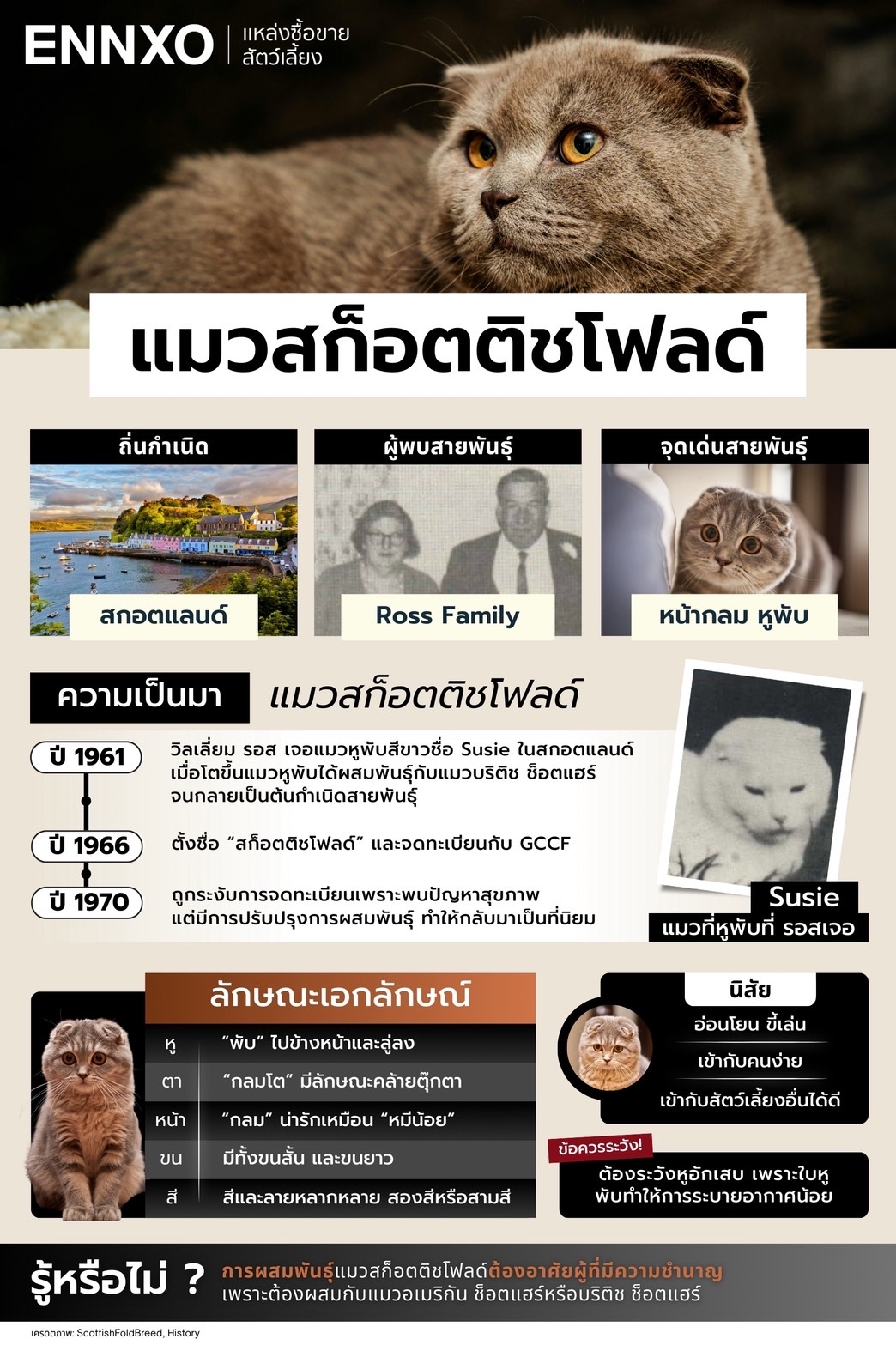 สรุปรายละเอียดสายพันธุ์แมวสก็อตติชโฟลด์
