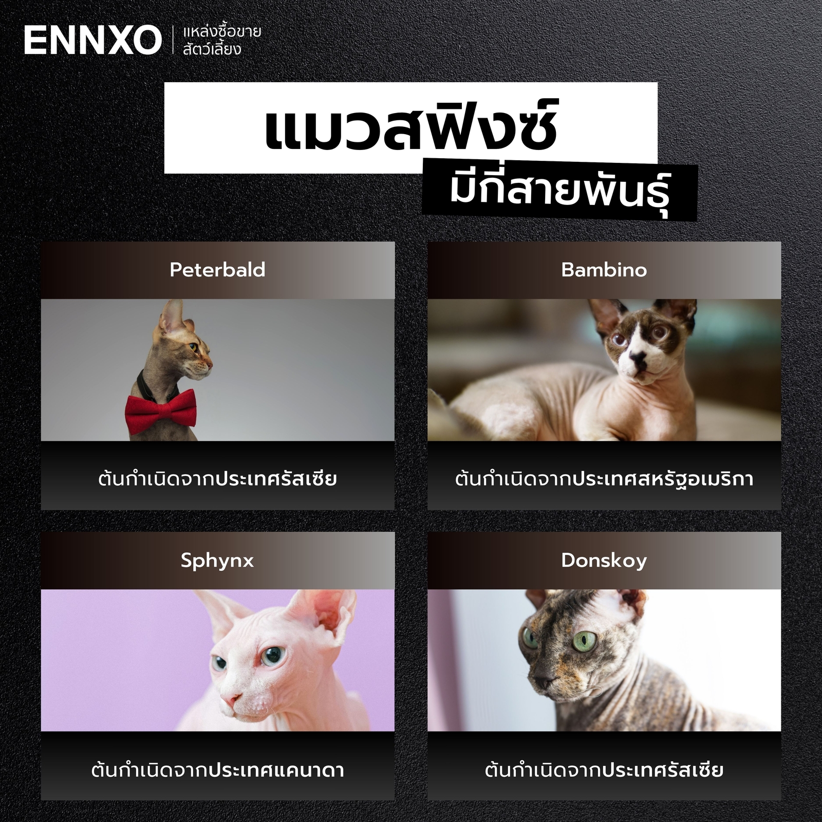 สายพันธุ์ของแมวสฟิงซ์