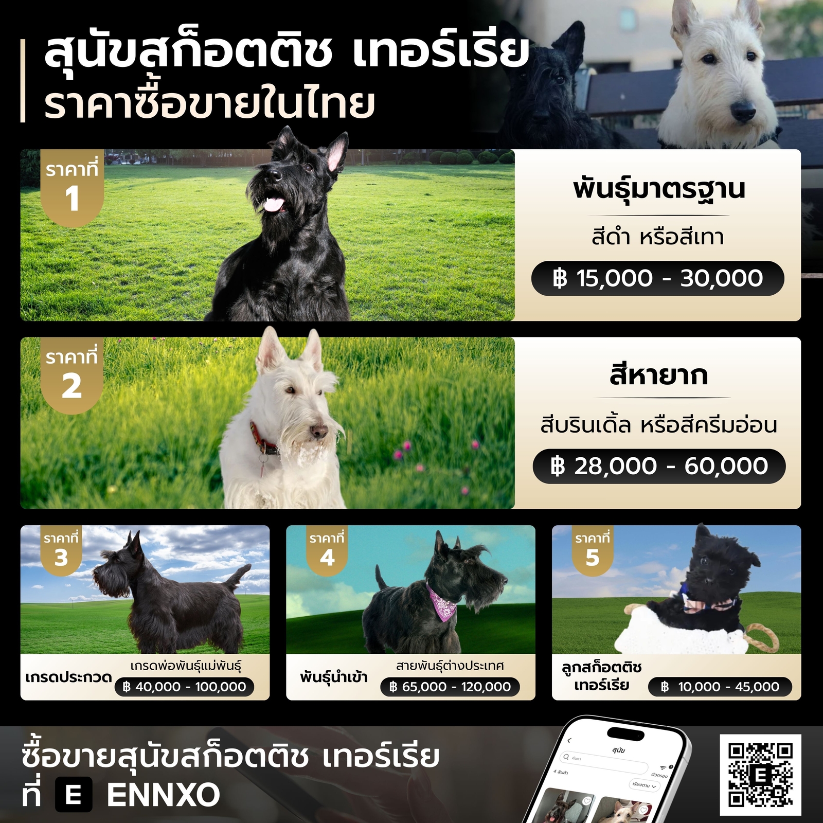 สุนัข-พันธุ์สก็อตติช-เทอร์เรีย-ราคาในไทย