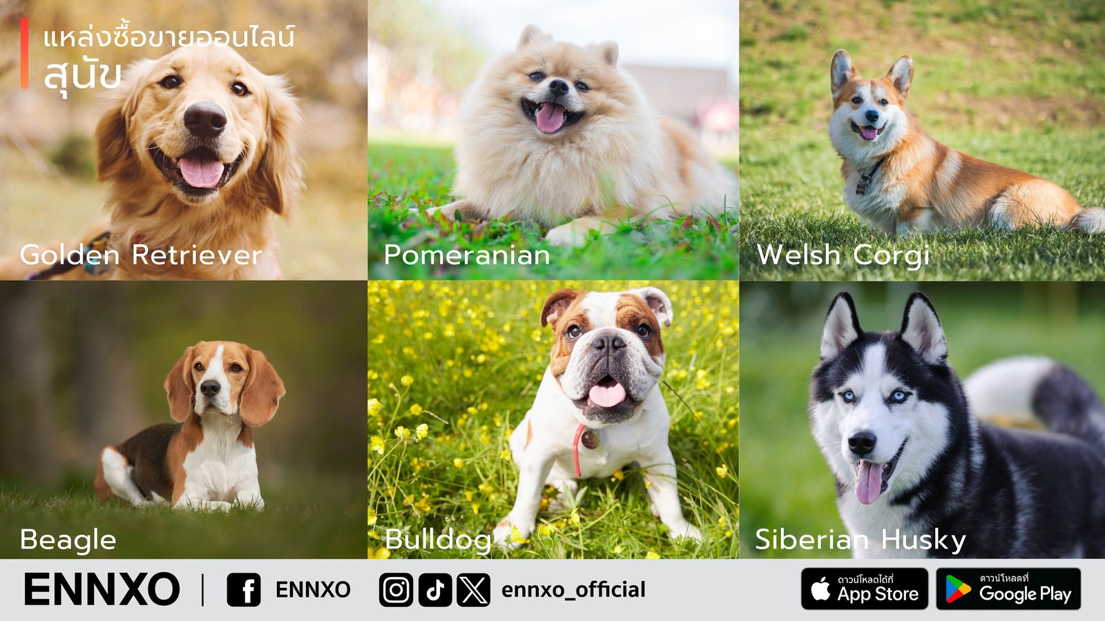รวม 6 สายพันธุ์สุนัขที่คนนิยมเลี้ยง ทั้งหมาพันธุ์ใหม่และพันธุ์เล็ก