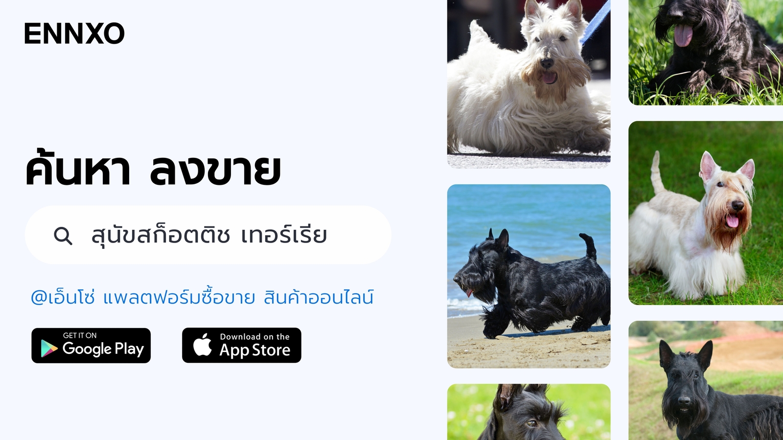 หมาพันธุ์-สก็อตติช-เทอร์เรีย-ราคาถูก