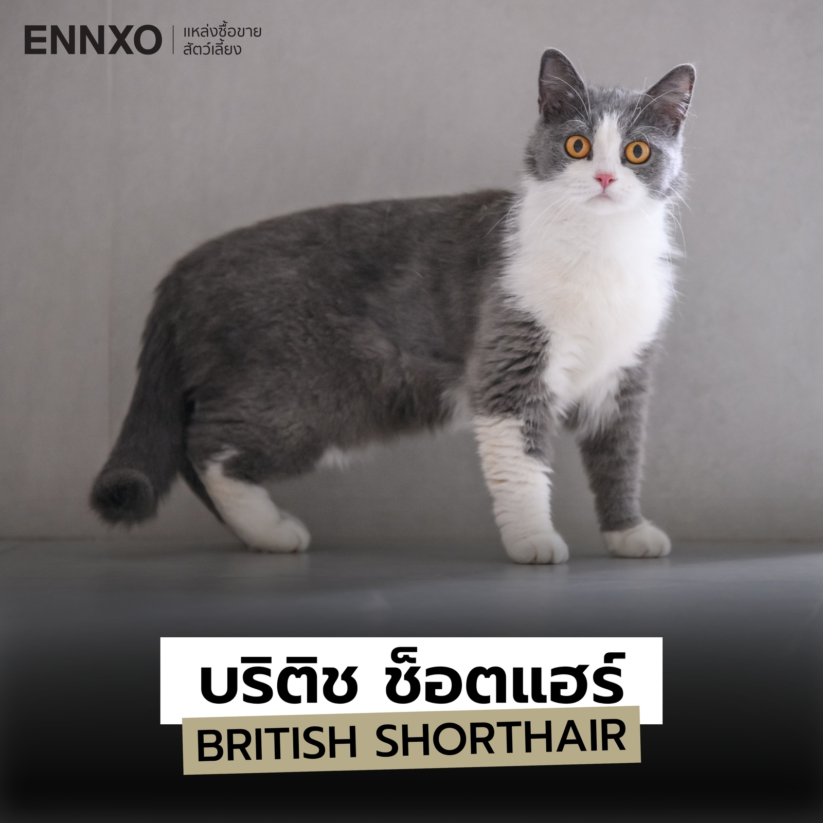 แมวสายพันธุ์บริติช ชอร์ตแฮร์