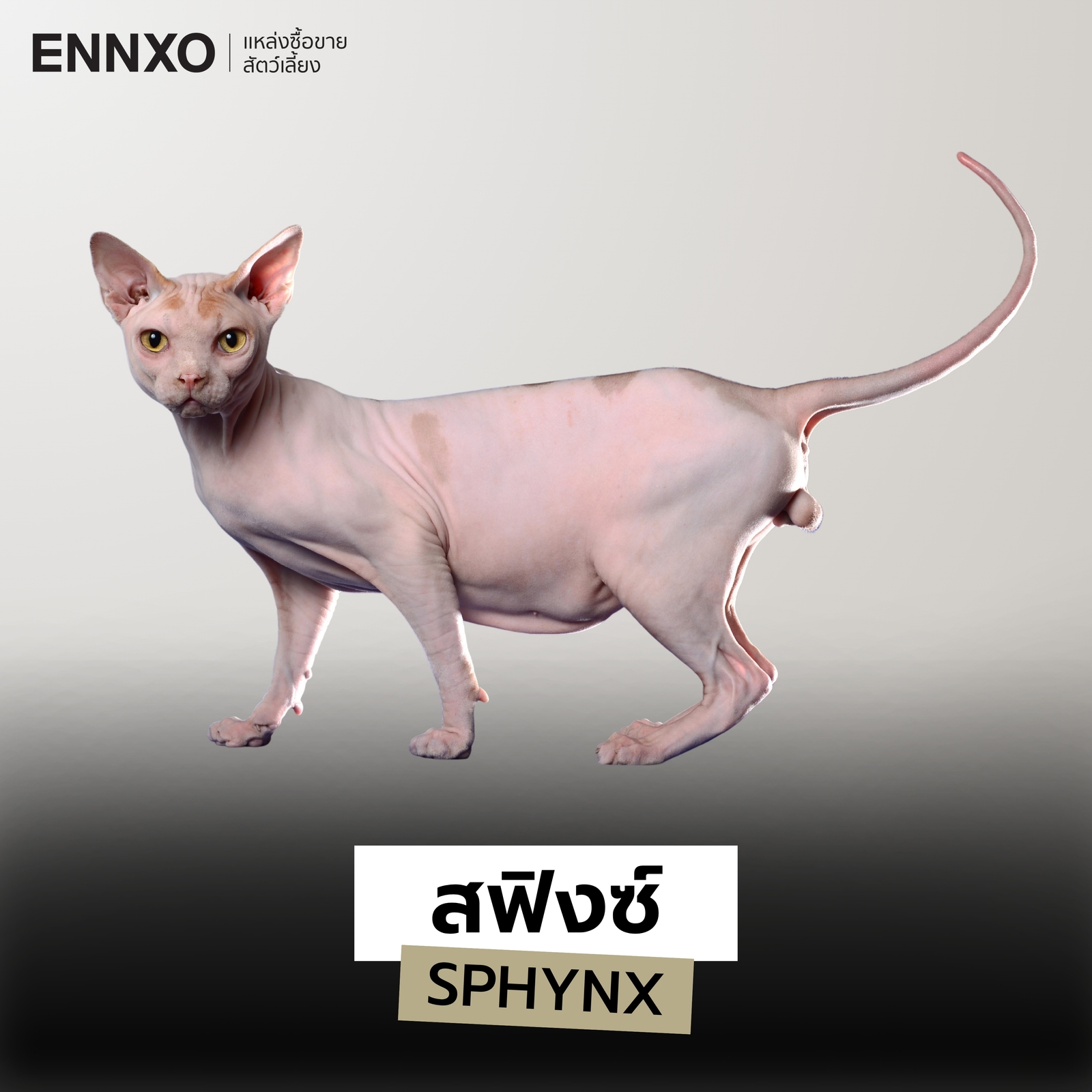 แมวสายพันธุ์สฟิงซ์