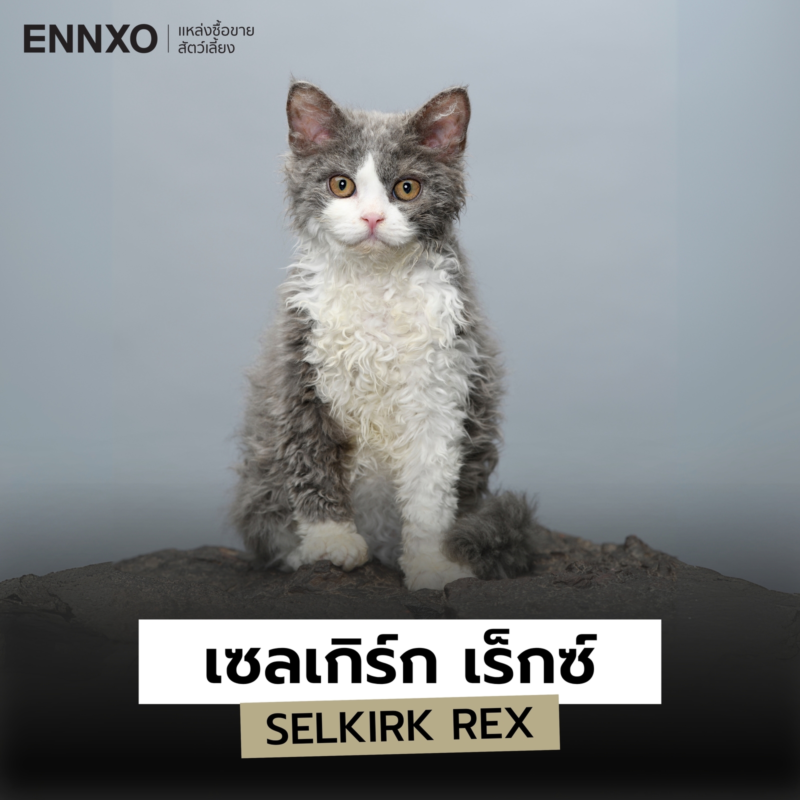 แมวสายพันธุ์เซลเกิร์ก เร็กซ์