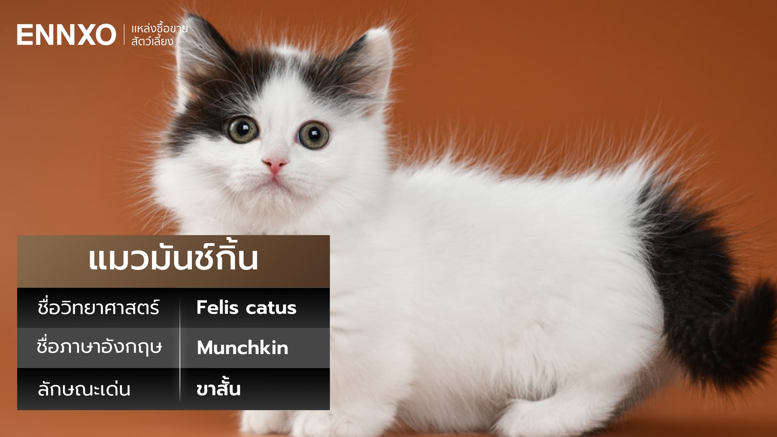 แมวมันช์กิ้น ชื่อวิทยาศาสตร์และภาษาอังกฤษ