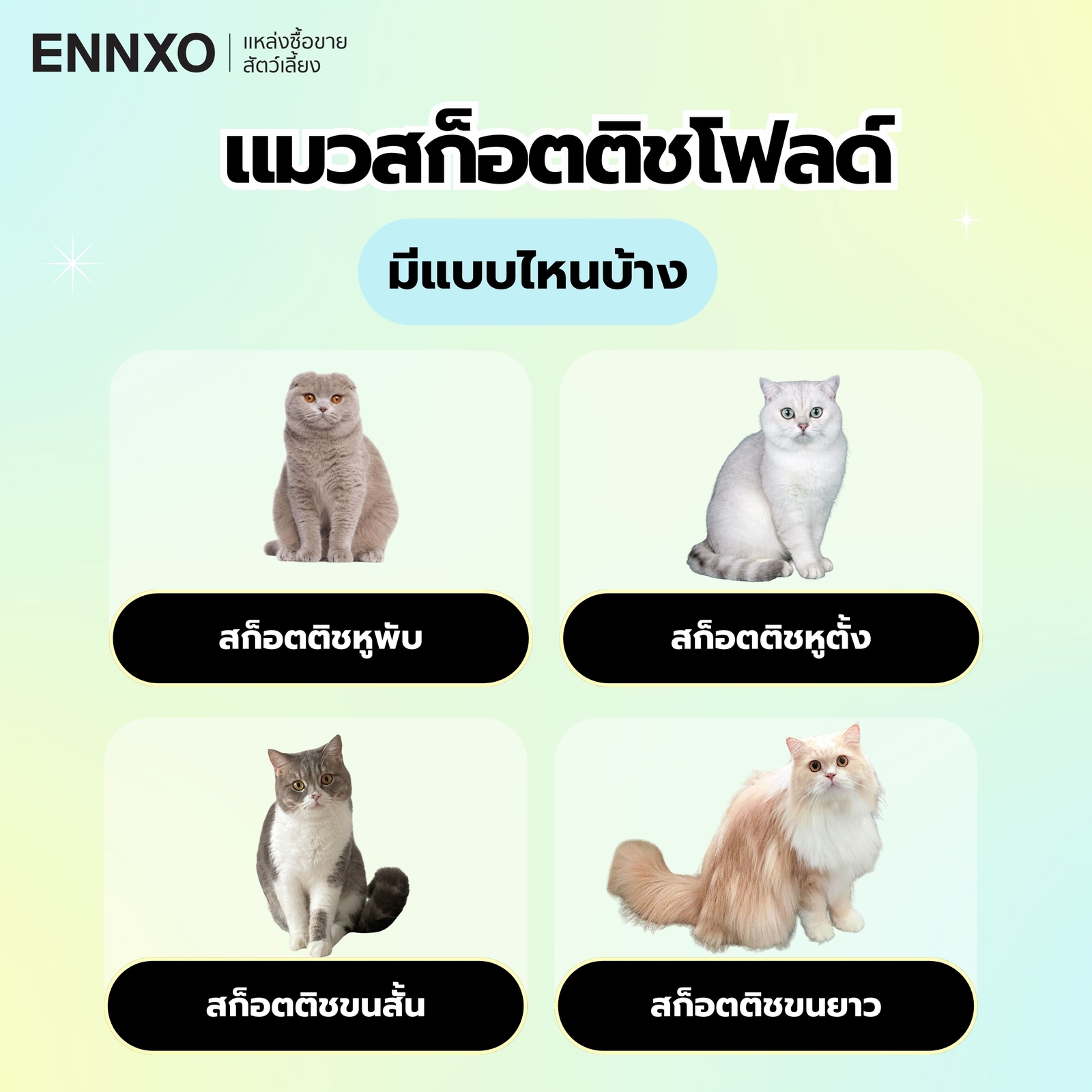 แมวสก็อตติช 4 แบบมีแบบไหนบ้าง