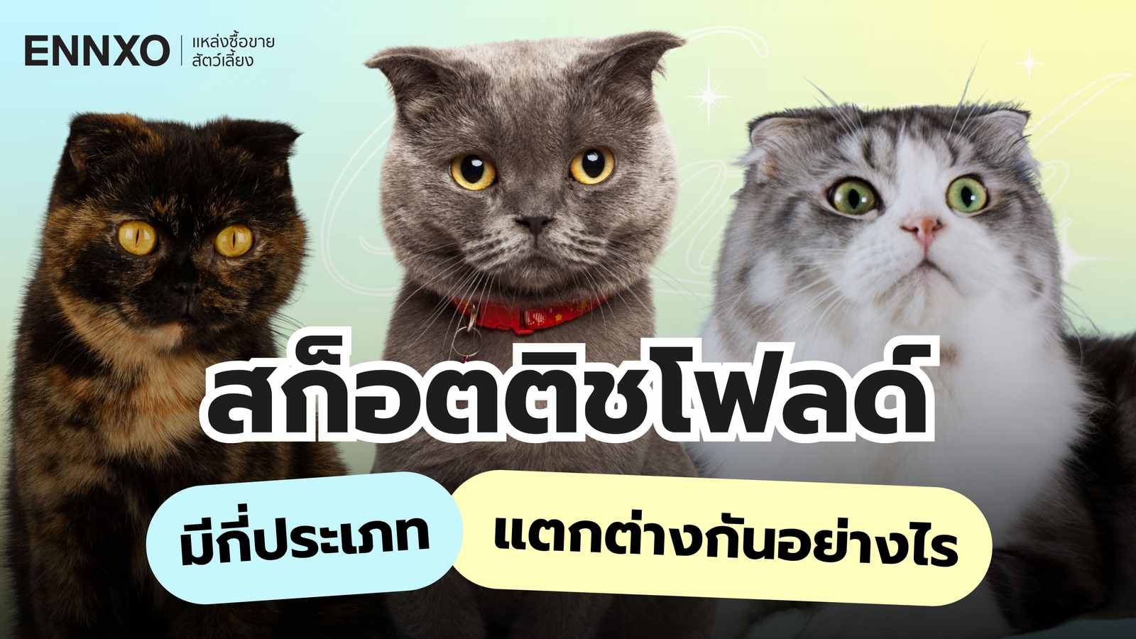  แมวสก็อตติช หูตั้ง ต่างจากแมวสก็อตติช หูพับยังไง?