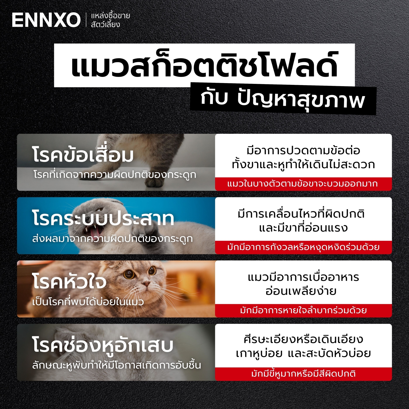 แมวสก็อตติชโฟลด์ ป่วยเป็นอะไรได้บ้าง