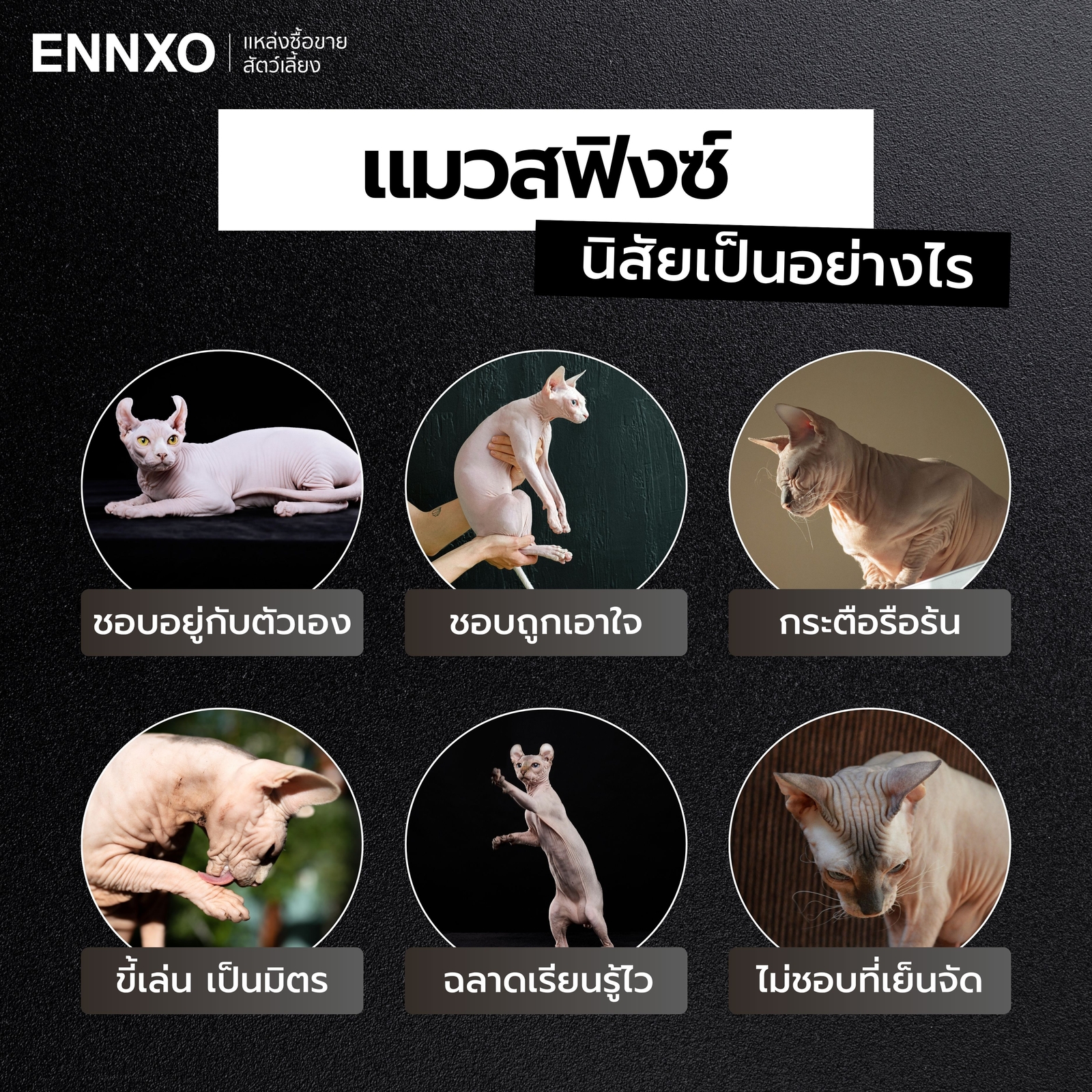 แมวสฟิงซ์-มีนิสัยอย่างไร